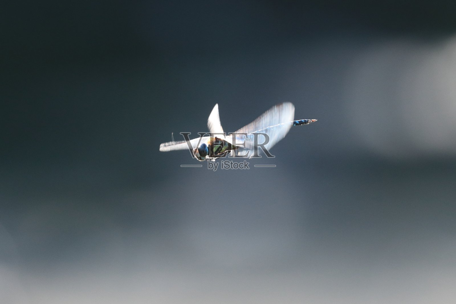 蜻蜓照片摄影图片