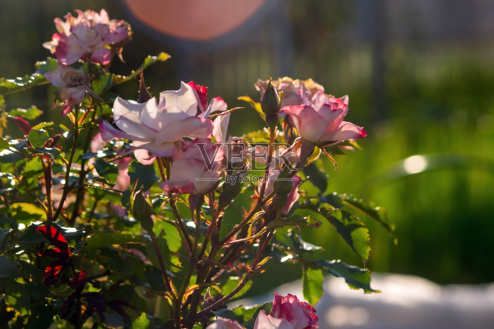 在花园里种植玫瑰照片摄影图片