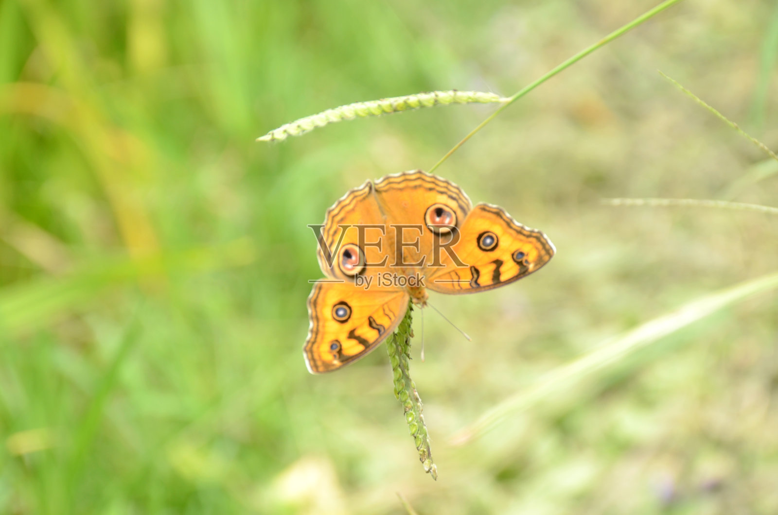 特写美丽的黄色蝴蝶抓住绿色的水稻植物超过焦点的绿色棕色背景。照片摄影图片