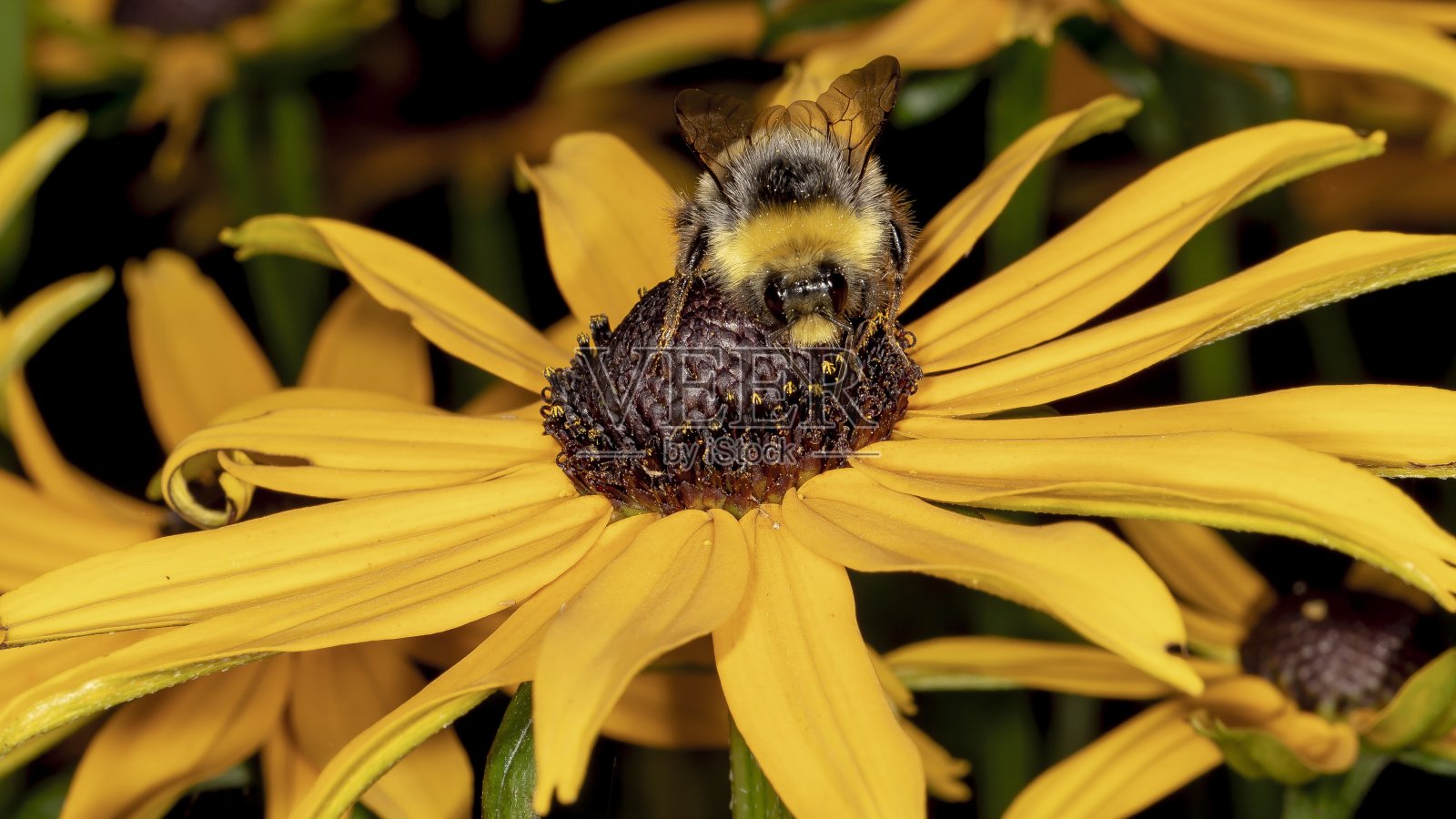 黑眼苏珊上的大黄蜂。照片摄影图片