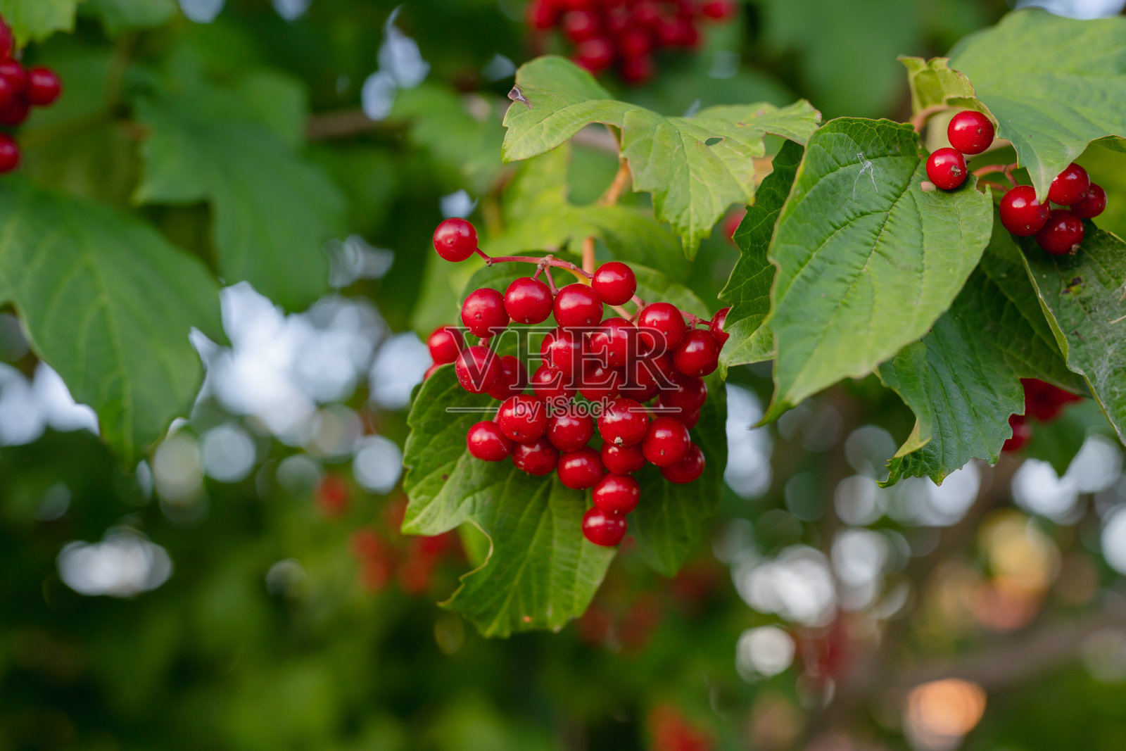 金玫瑰浆果，漂亮的观赏植物，有鲜亮多汁的浆果(荚蒾opulus)照片摄影图片