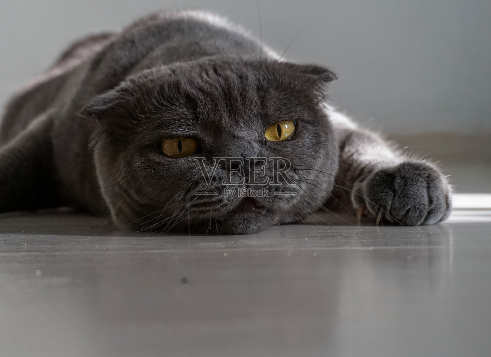 一只叫甜甜圈的猫照片摄影图片