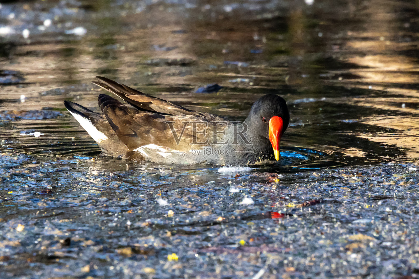 普通的红松鸡也被称为水鸡或沼泽鸡照片摄影图片