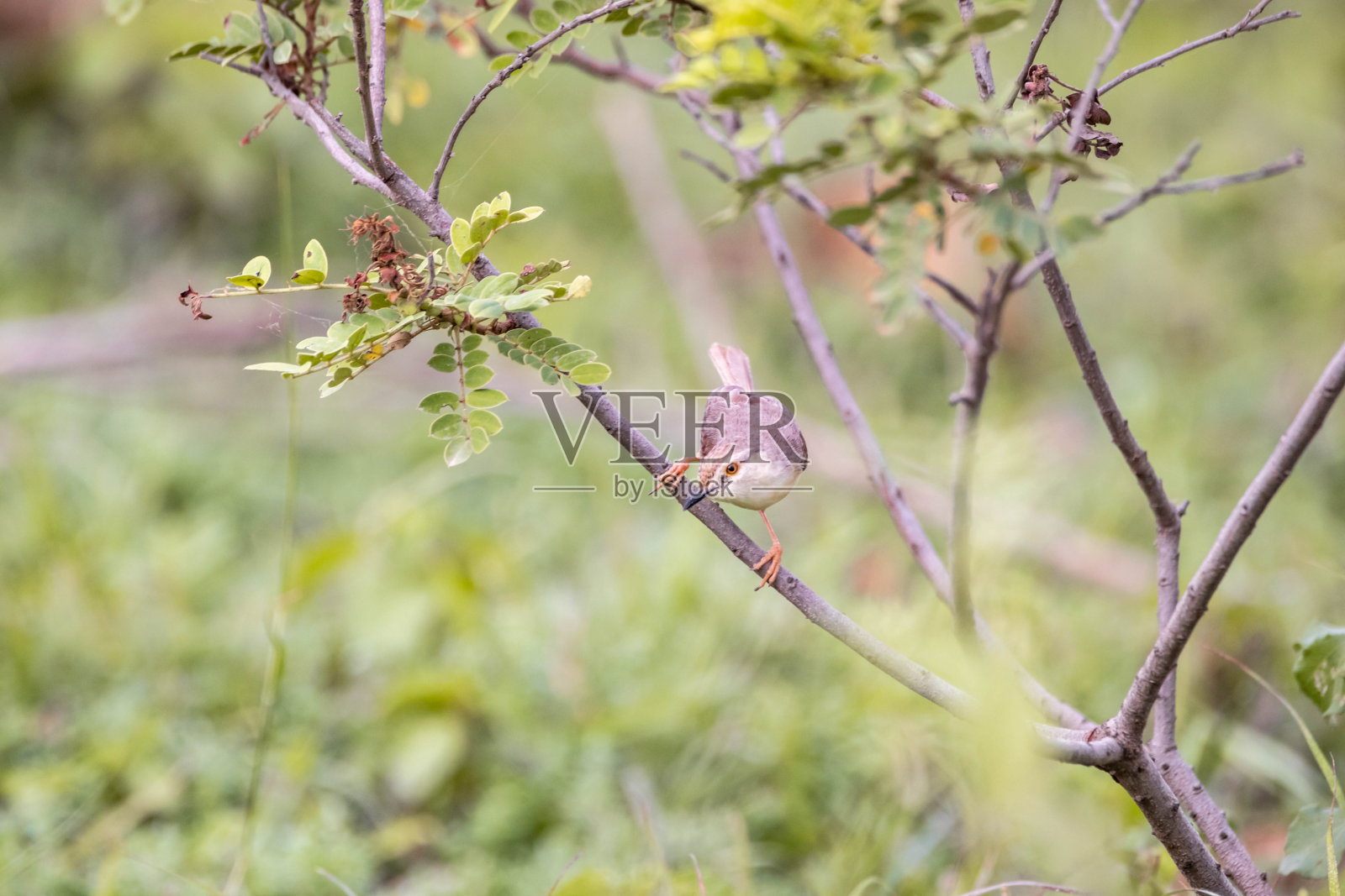 小prinia鸟在树上照片摄影图片