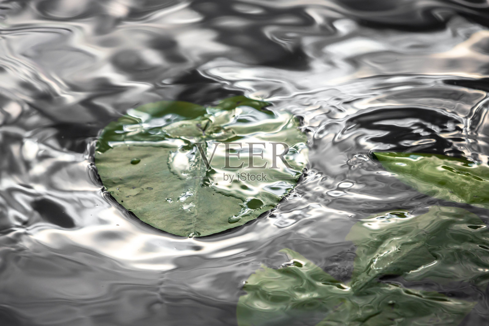 睡莲在水珠里合拢照片摄影图片