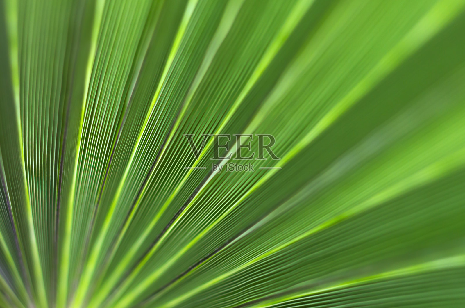 绿色的树叶。绿色背景。茂密的棕榈树。照片摄影图片