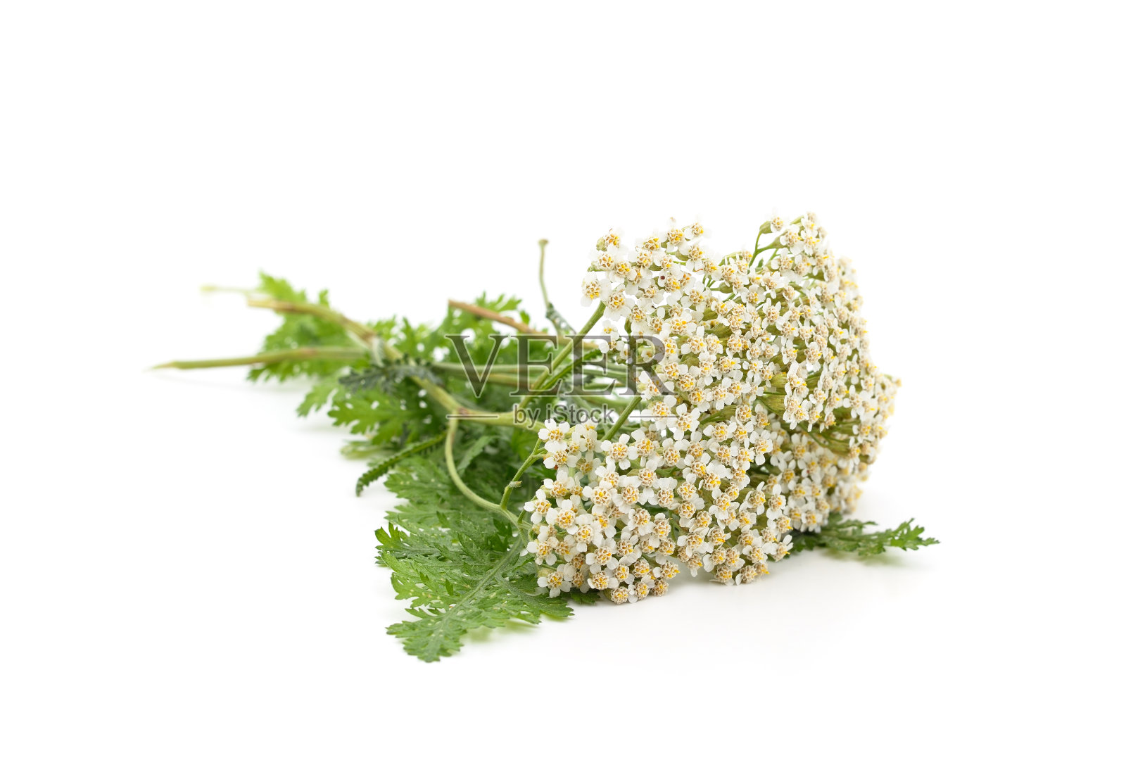 美丽的蓍草的花。照片摄影图片