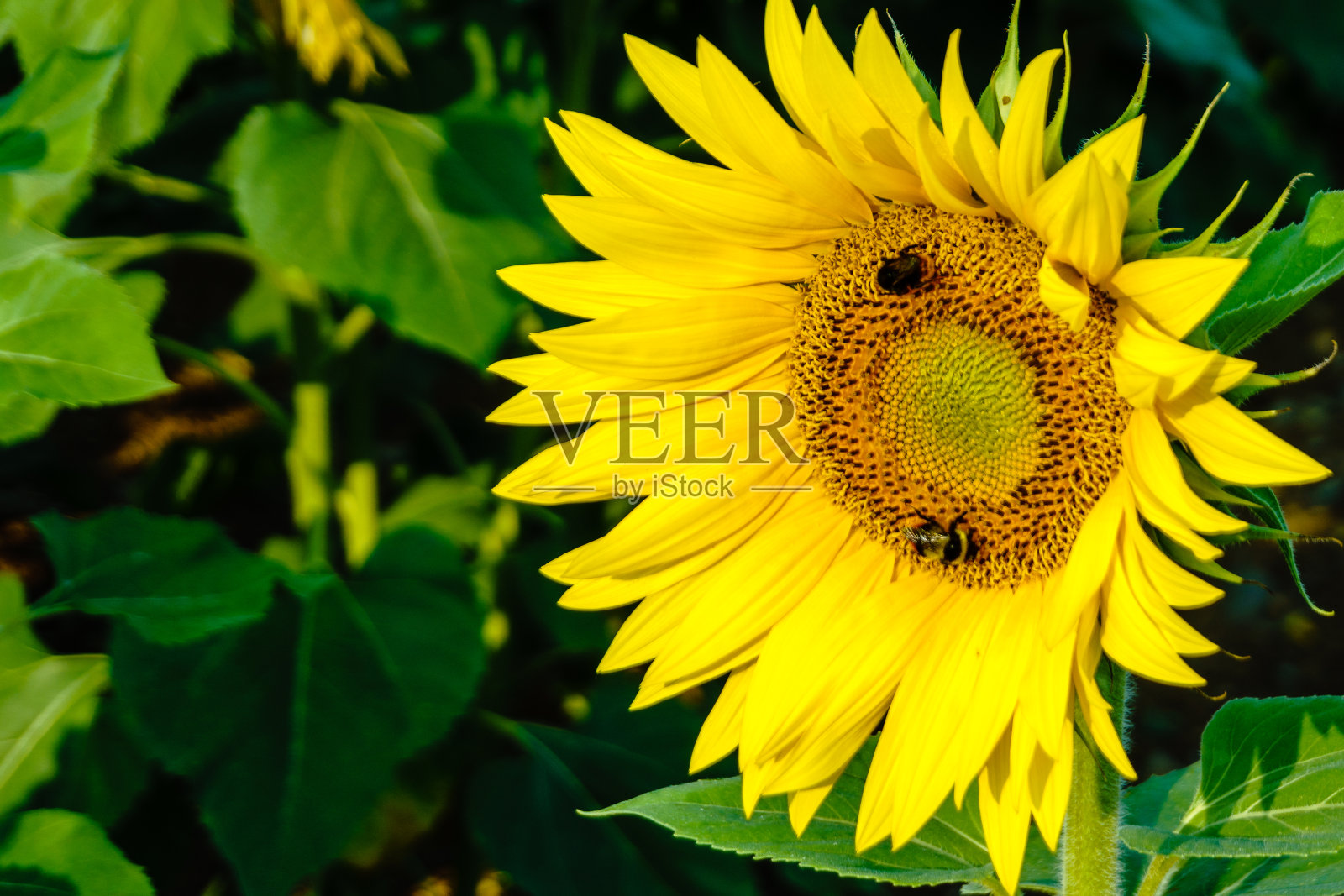 西班牙帕伦西亚，日出时美丽的向日葵田照片摄影图片