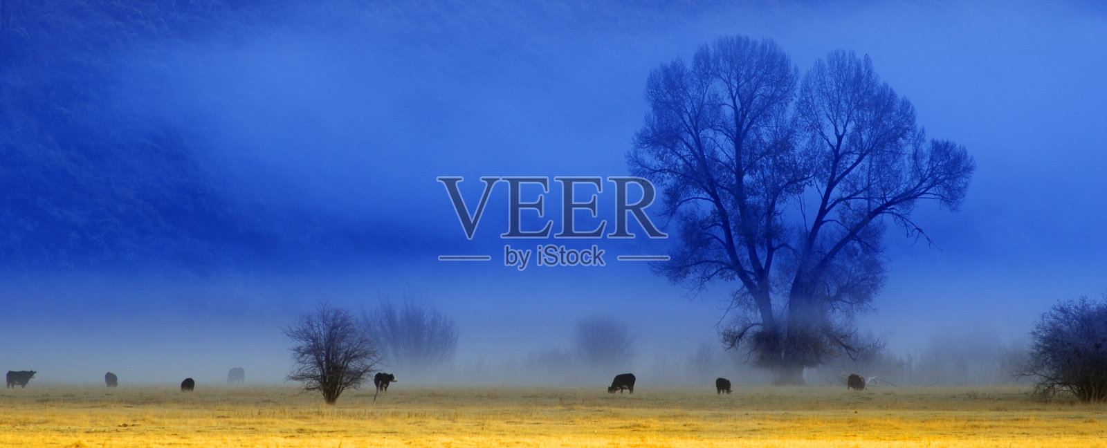 雾蒙蒙的早晨，山谷里有树木和牲畜照片摄影图片