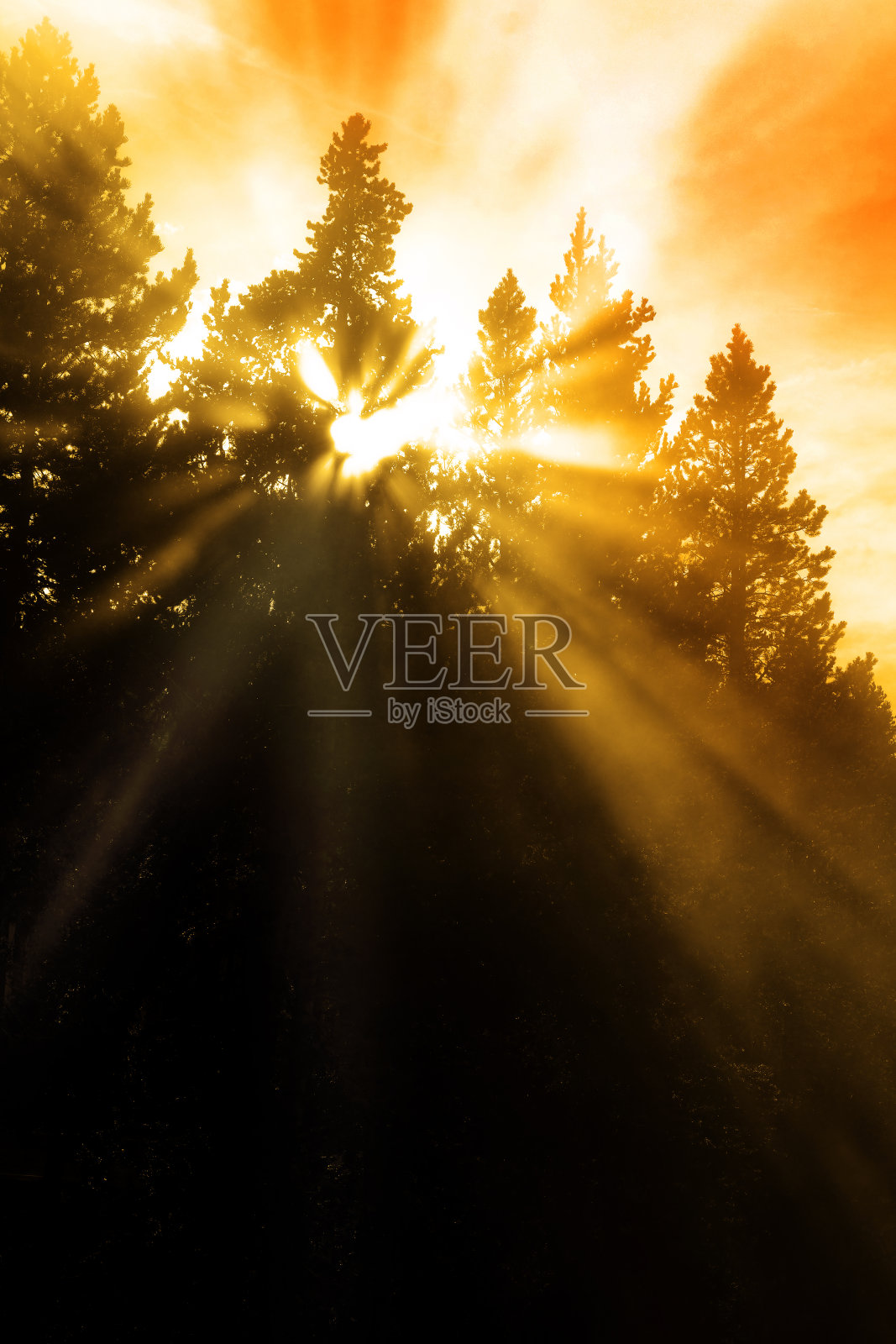 蒸汽阳光透过树雾阳光阳光照片摄影图片