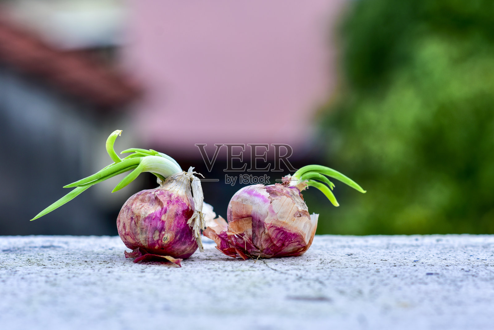 洋葱在户外一起生长照片摄影图片