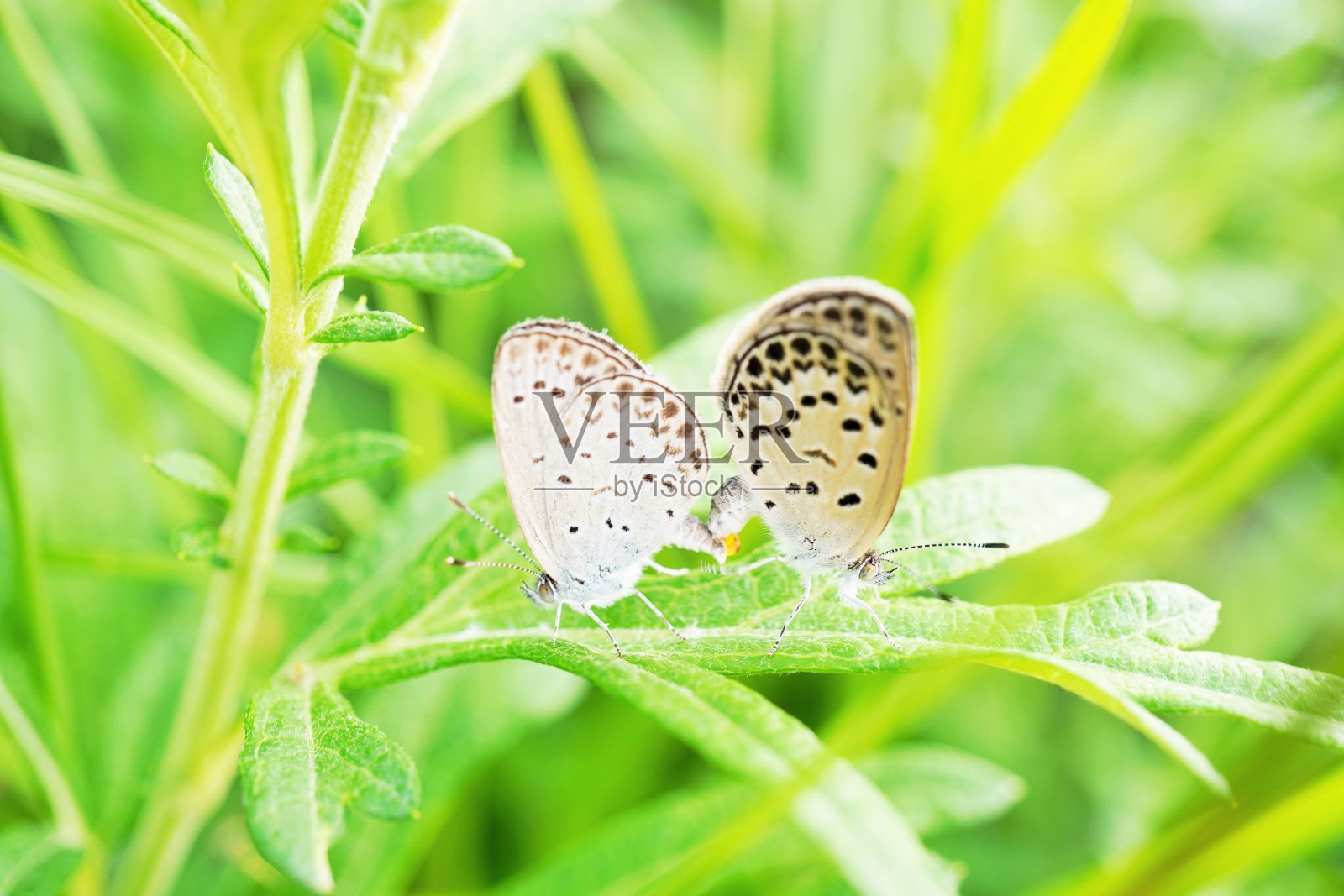 两只狼蛛蝴蝶在草地上交配照片摄影图片