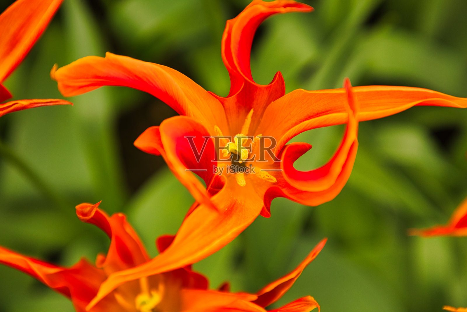 郁金香照片摄影图片