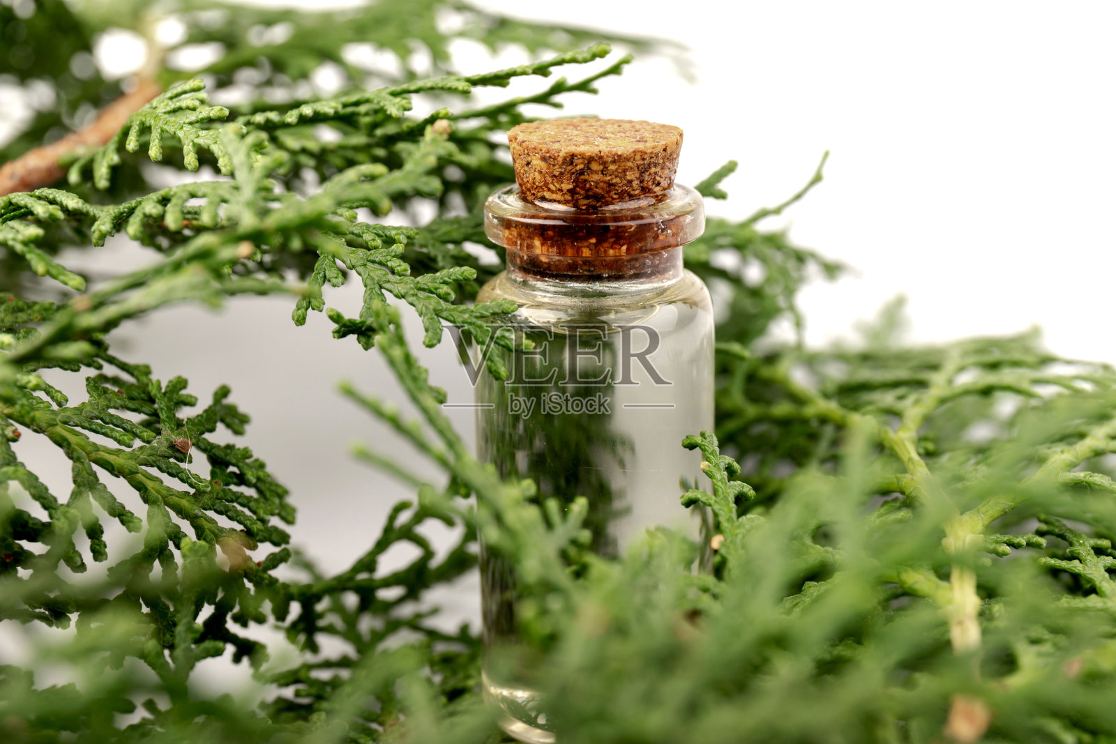 柏树精油分离在白色背景。柏树精油用于美容，护肤，健康。替代医学照片摄影图片