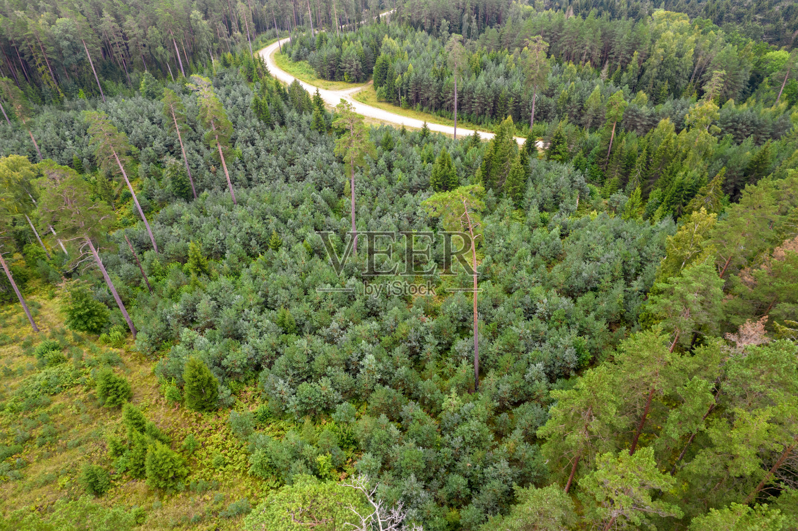 鸟瞰乡间小路穿过松林照片摄影图片