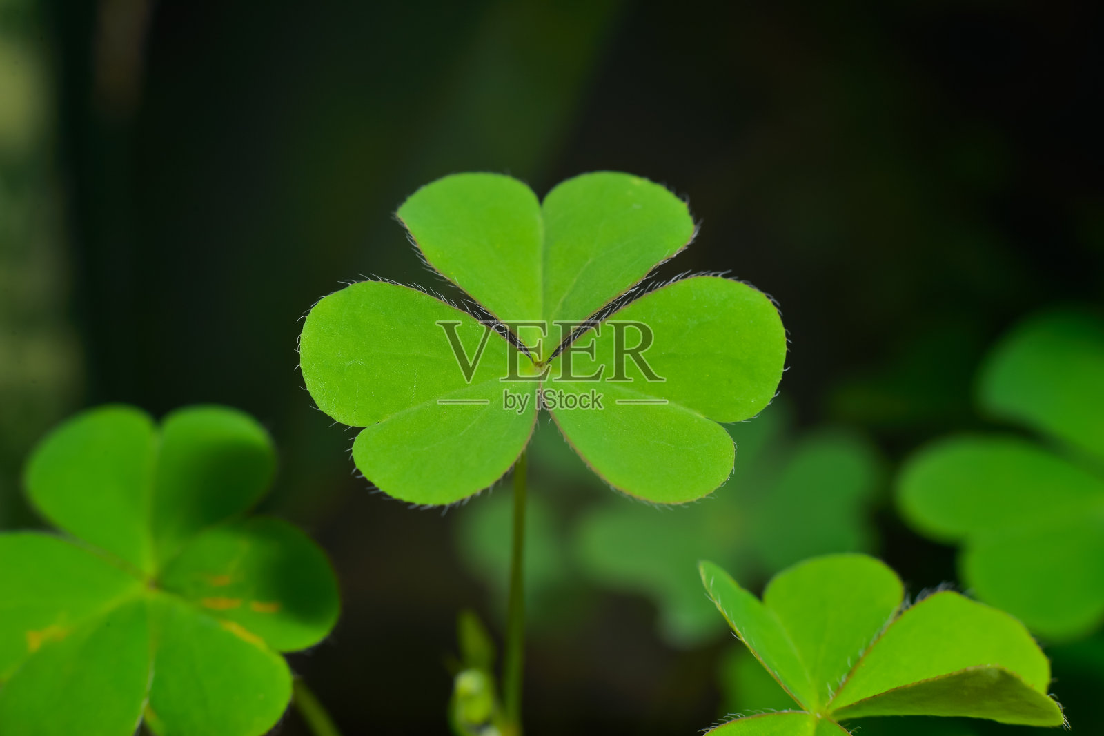 绿色盖叶与光和阴影细节照片摄影图片