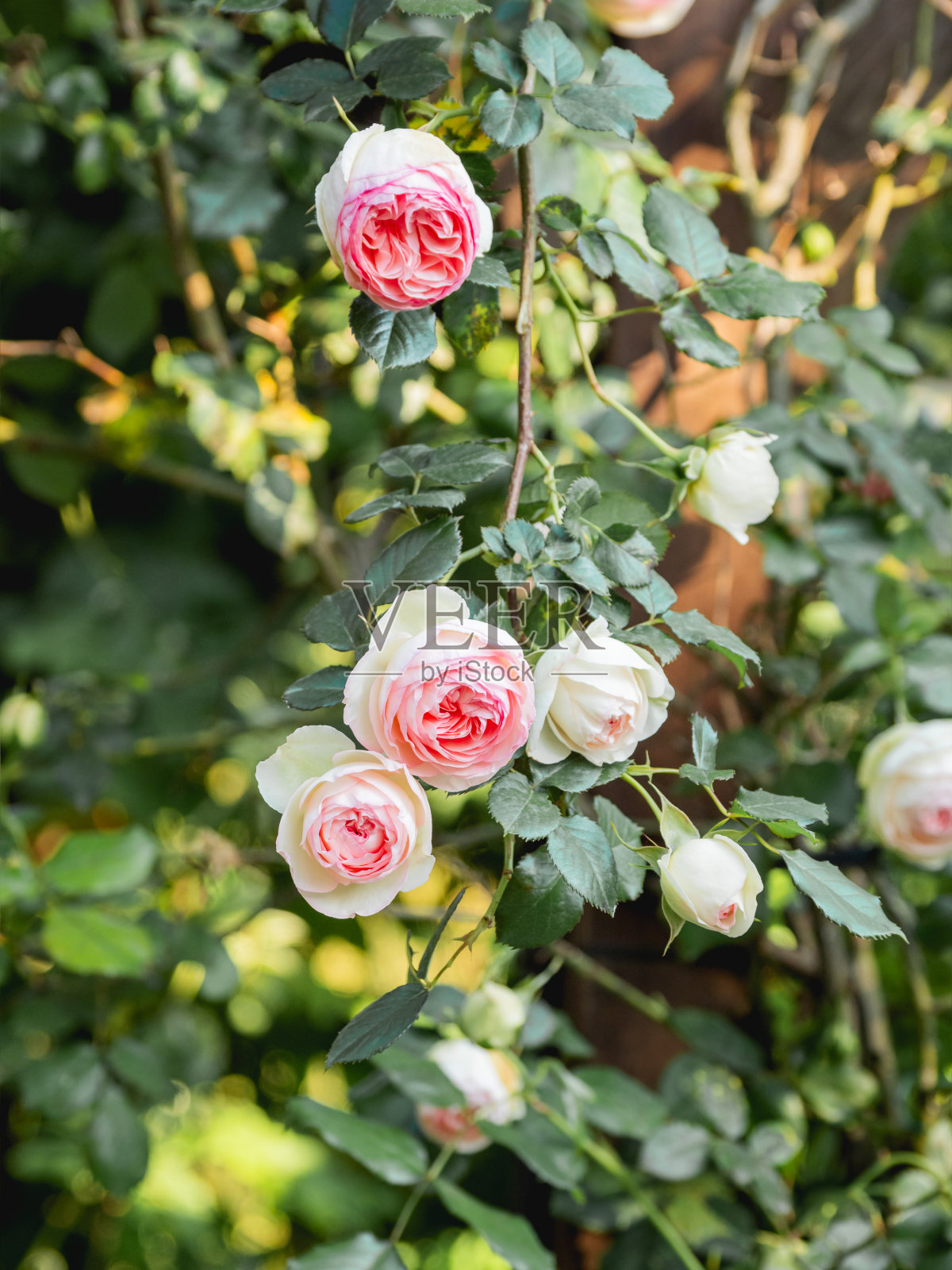 美丽的粉红色格子玫瑰在日落。花园里的开花植物。自然美。照片摄影图片