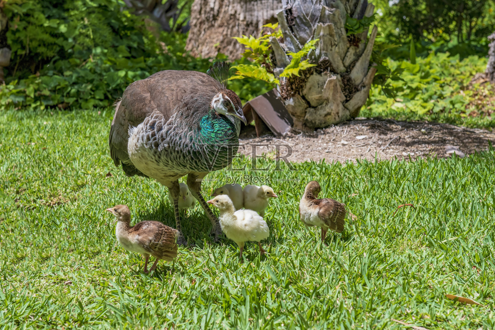 装饰庭院的鸟。照片摄影图片