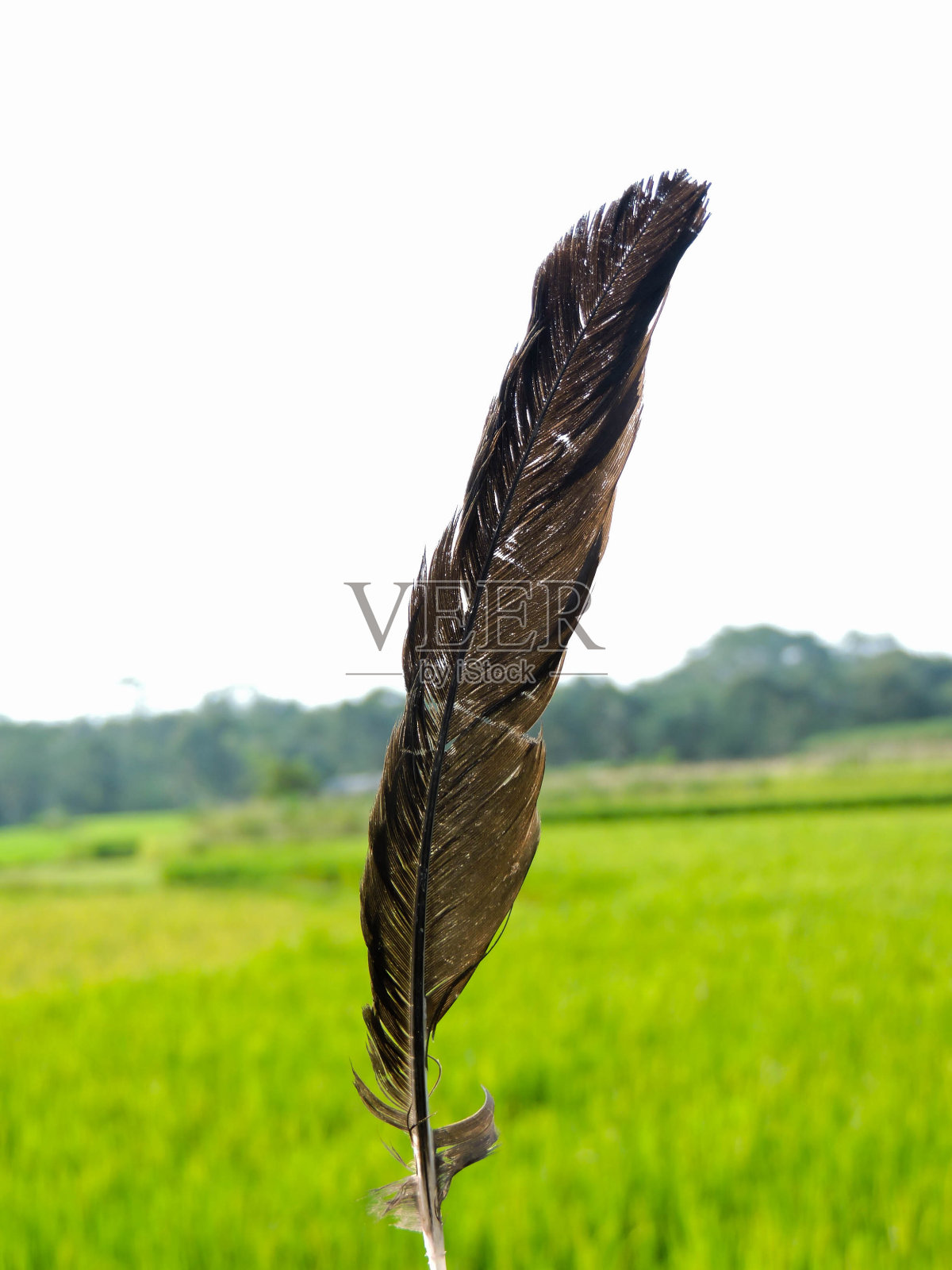 羽毛照片摄影图片