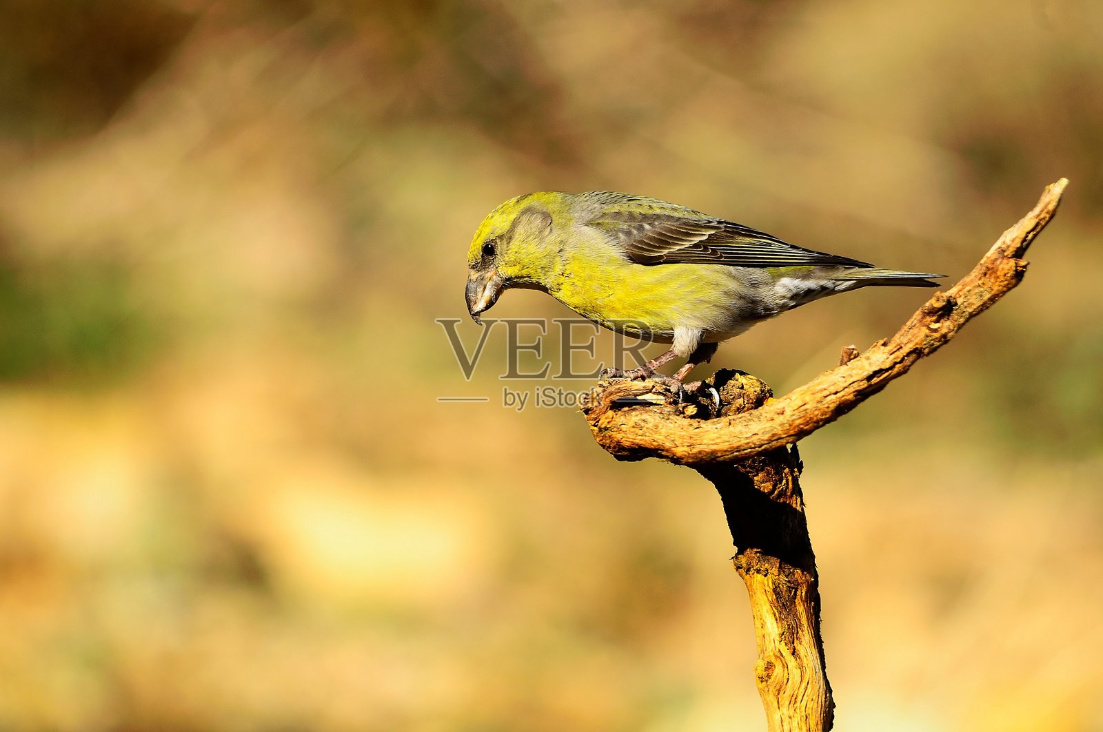 鸟类被释放到它们的环境中。照片摄影图片