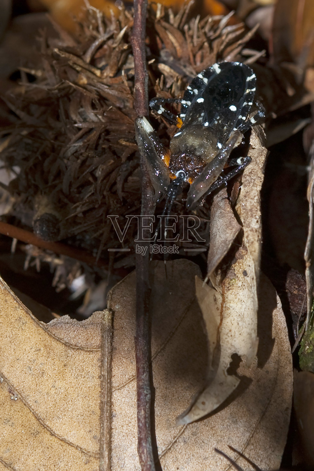马来西亚婆罗洲一瞥照片摄影图片