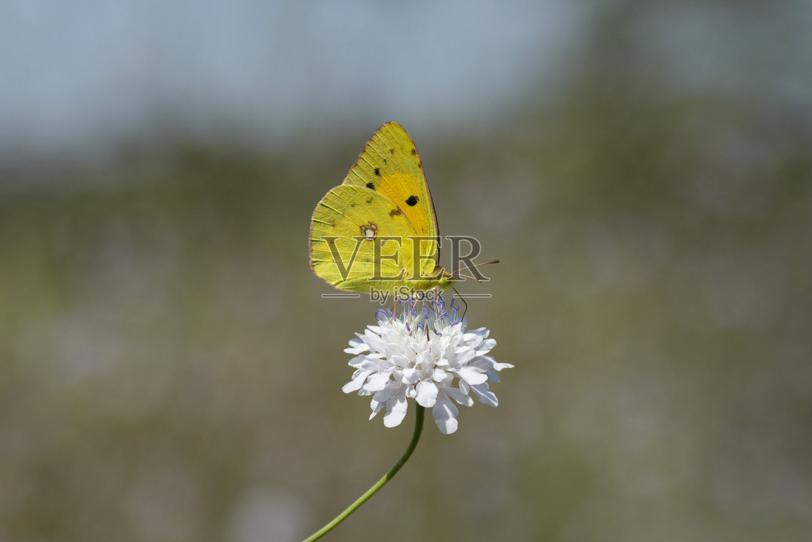 科利亚斯·海勒照片摄影图片