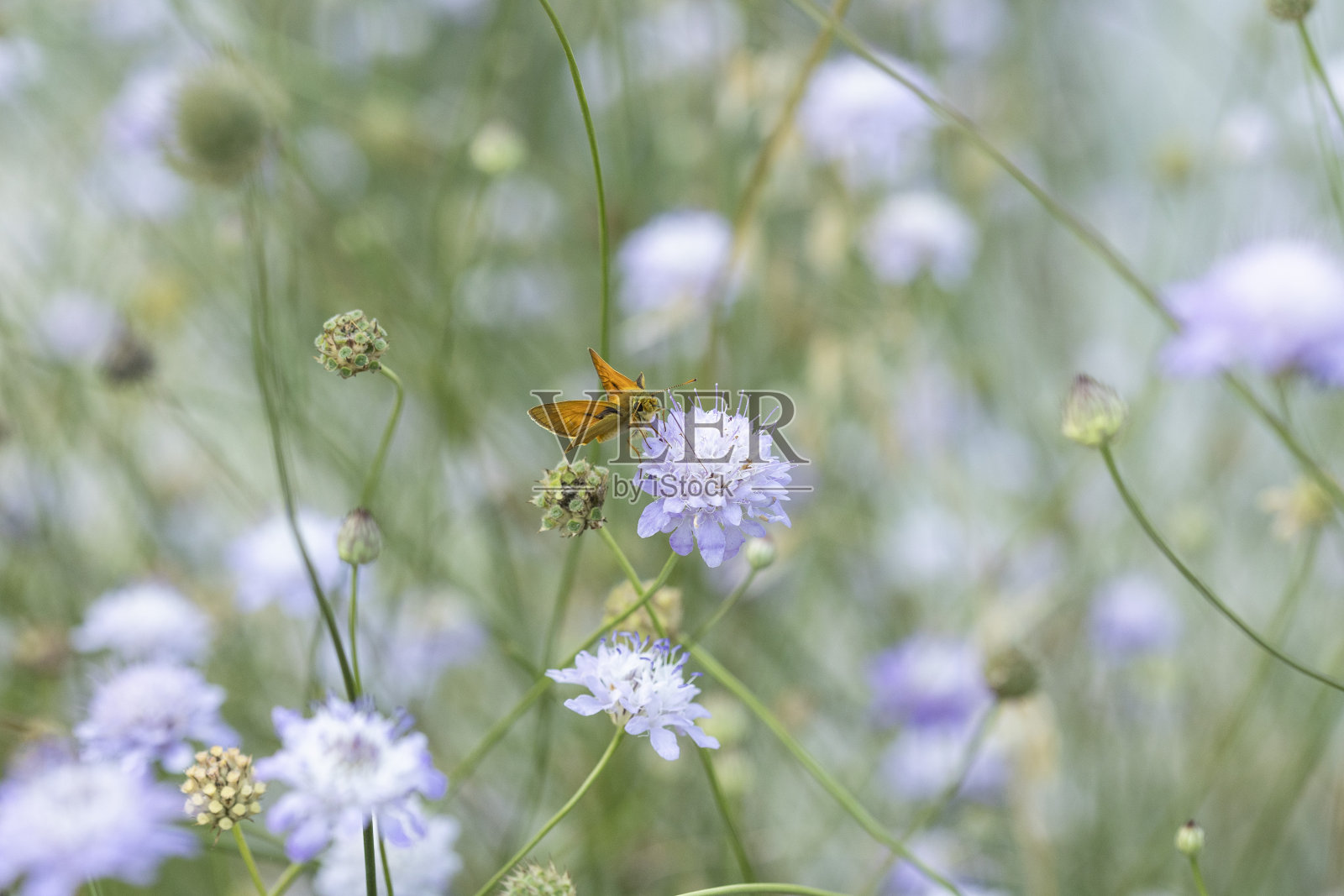 大的队长照片摄影图片