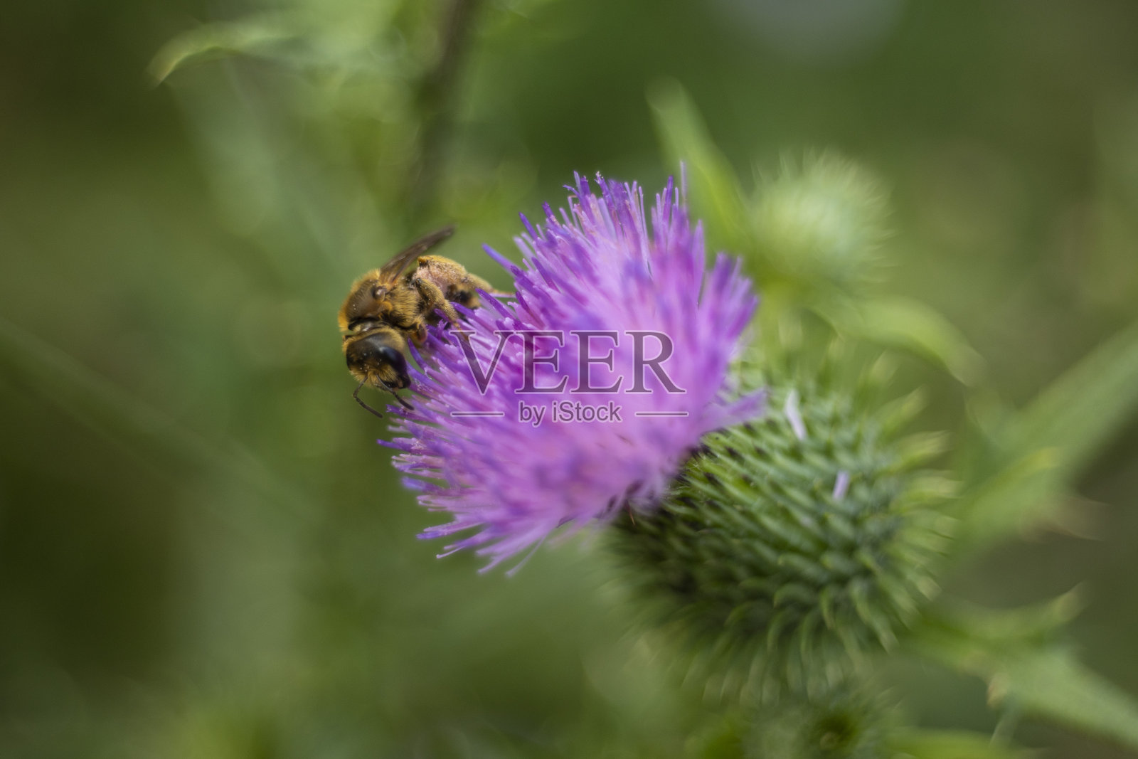 蜜蜂照片摄影图片