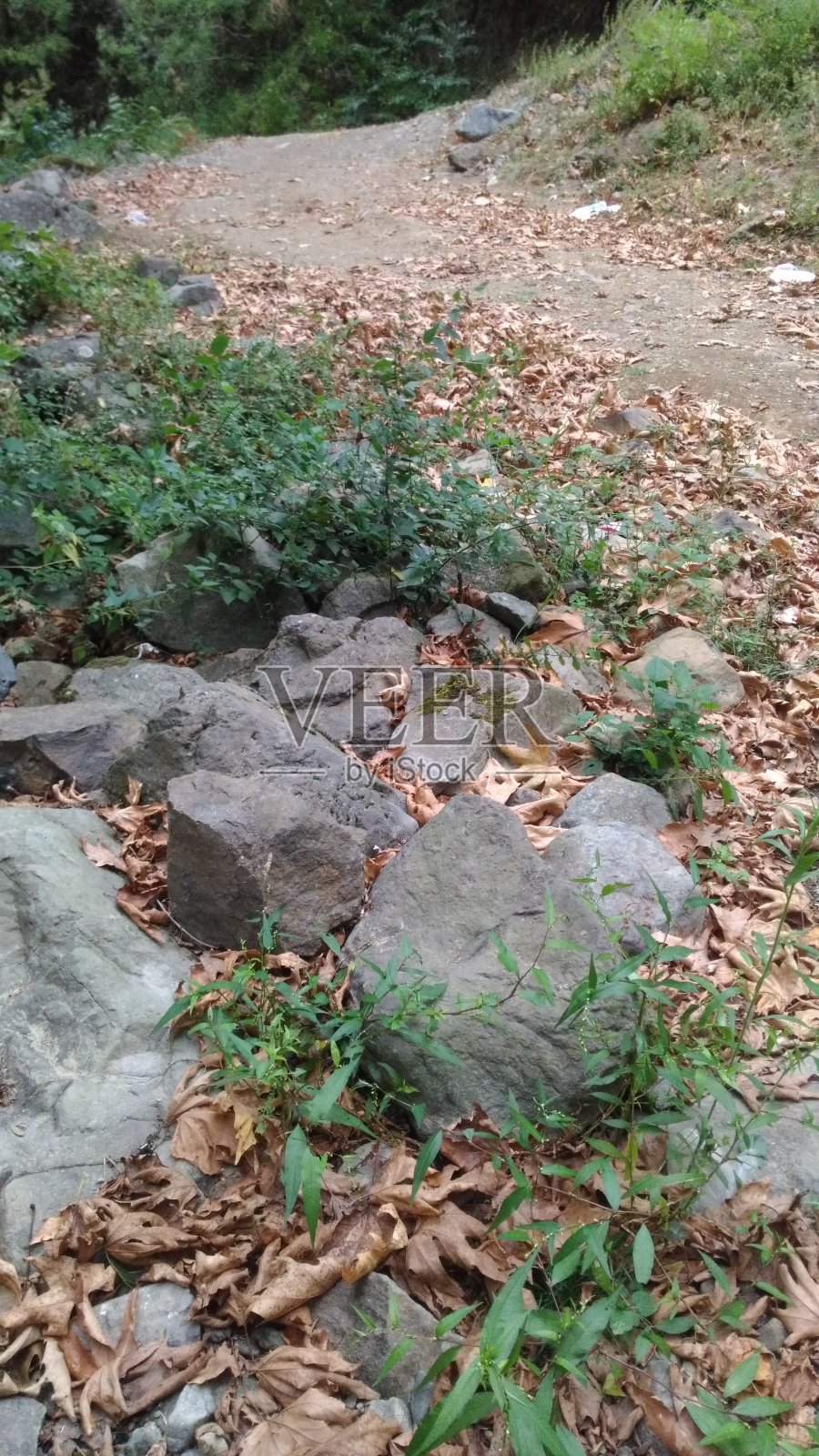 绿色的自然森林景观照片摄影图片