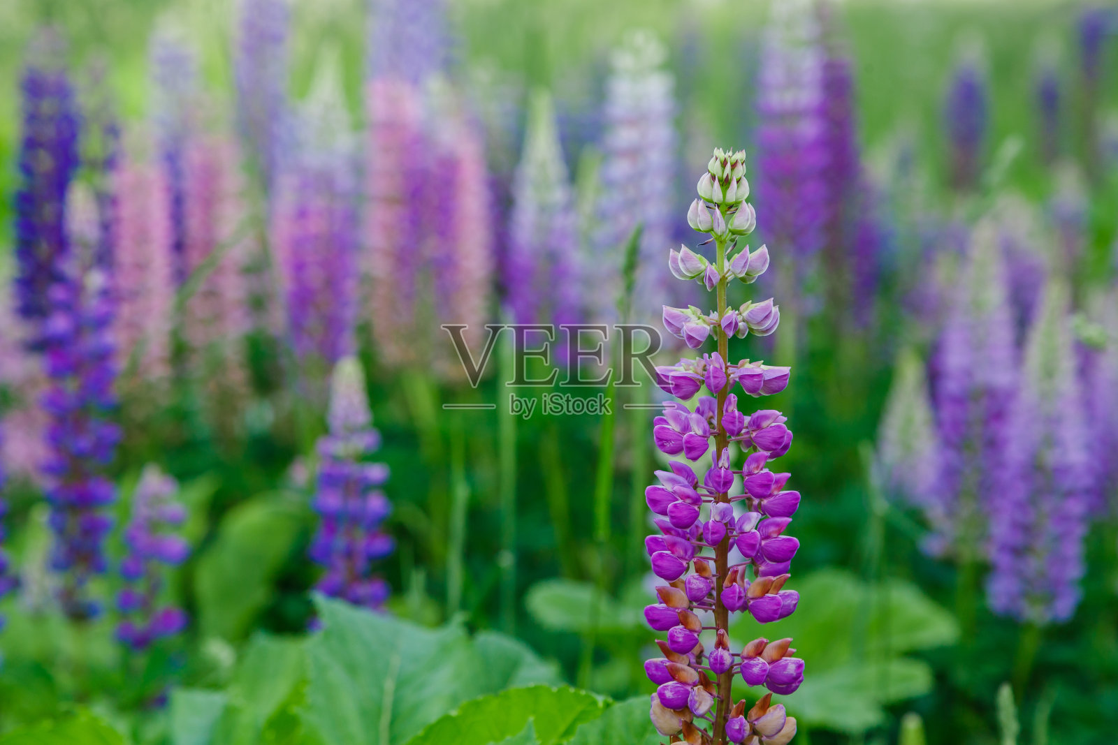 羽扇豆，羽扇豆，有粉红色、紫色和蓝色的花。照片摄影图片