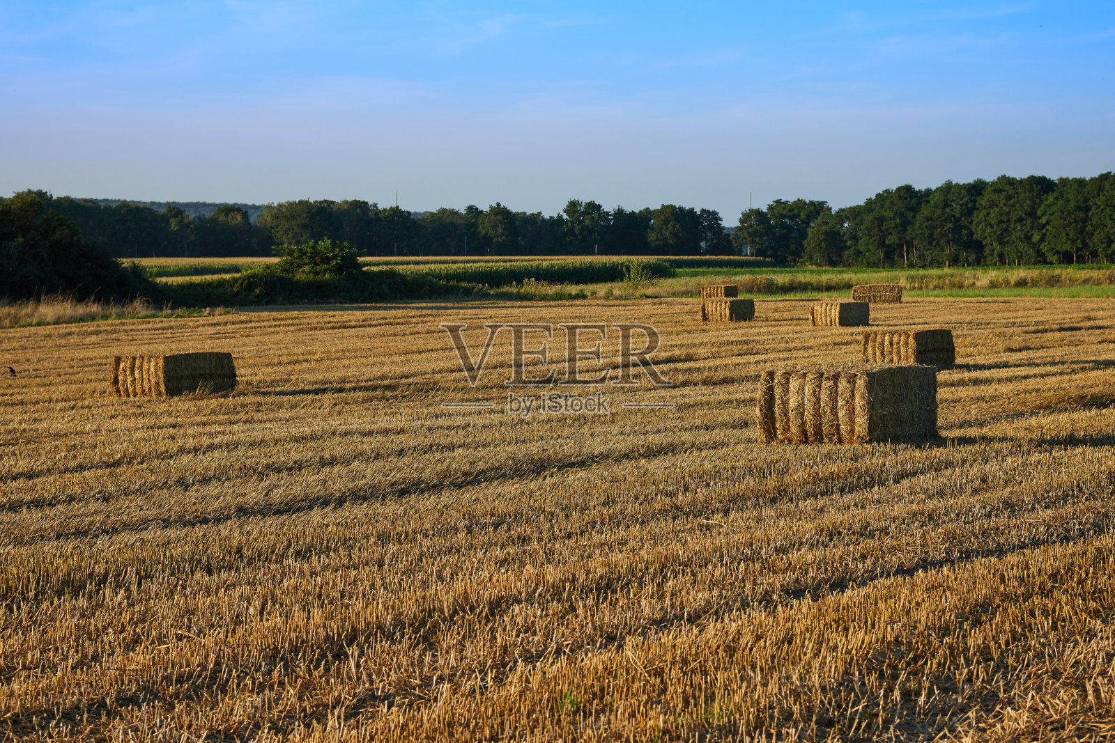 场照片摄影图片