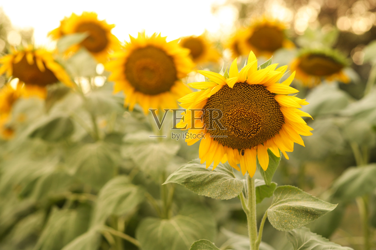 田野背景上美丽的向日葵照片摄影图片
