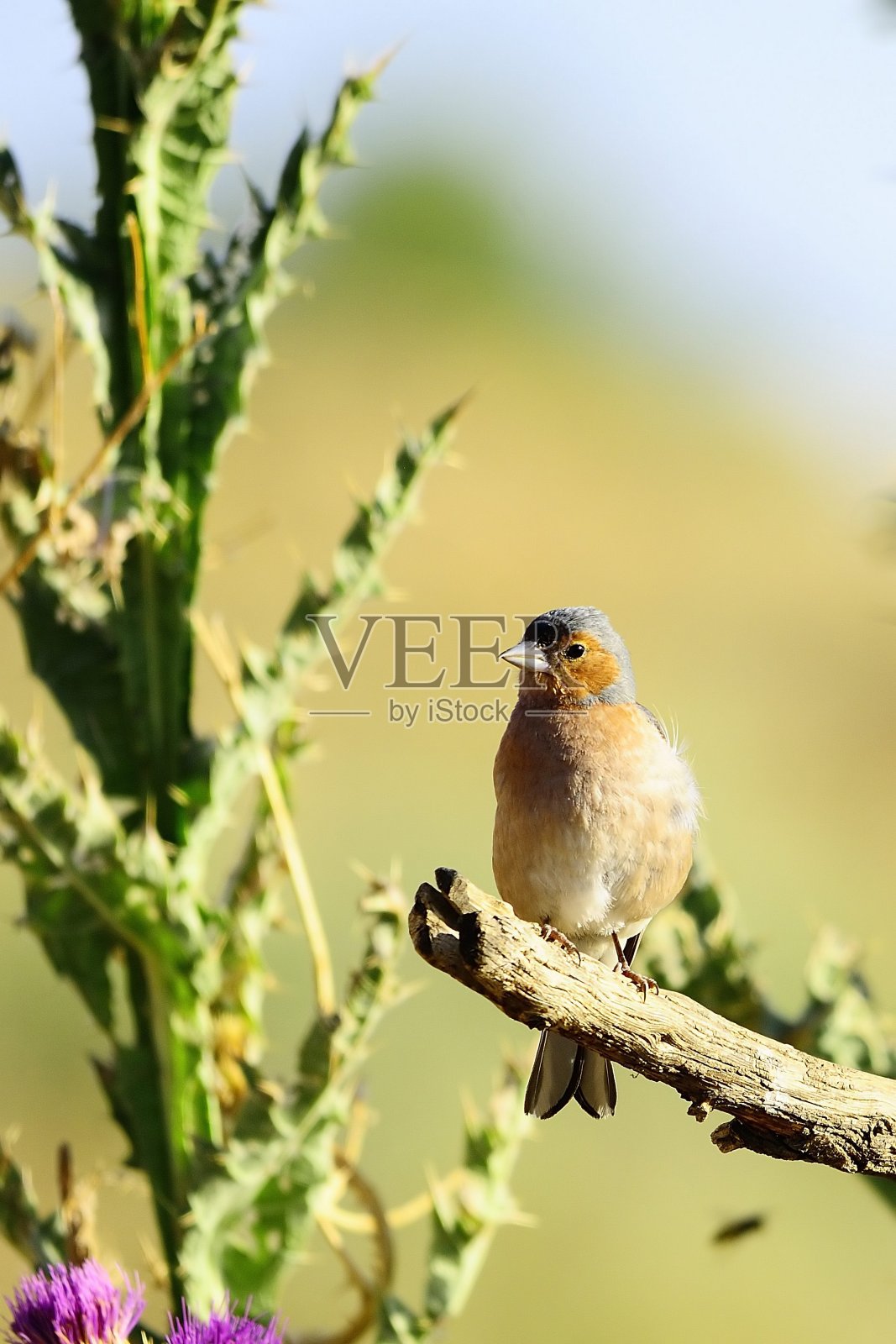 在自由和自然环境中的鸟类。照片摄影图片