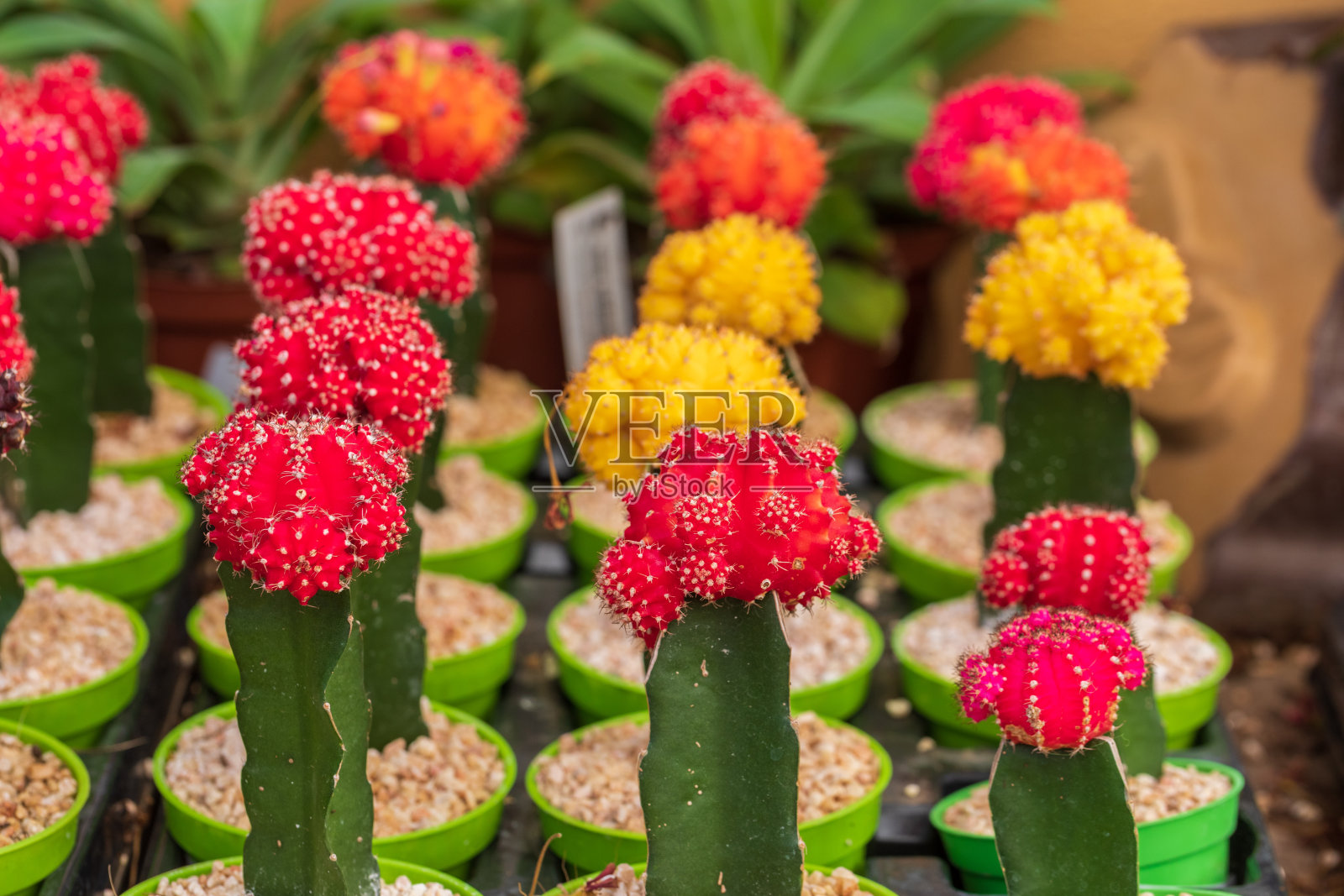 一排盛开的装饰性红色仙人掌照片摄影图片