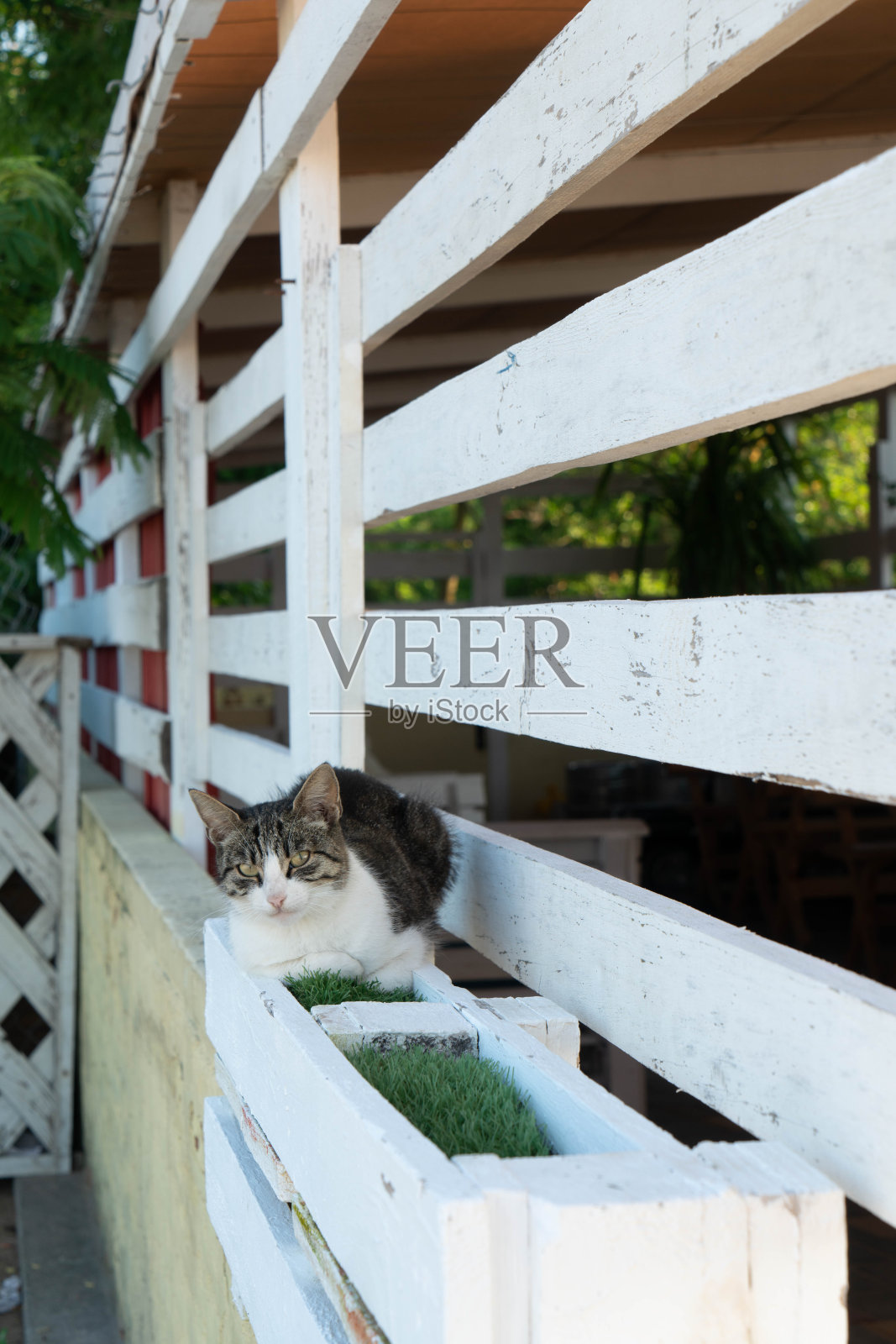 阳光明媚的日子里，一只灰色的猫在一所房子的后院。照片摄影图片
