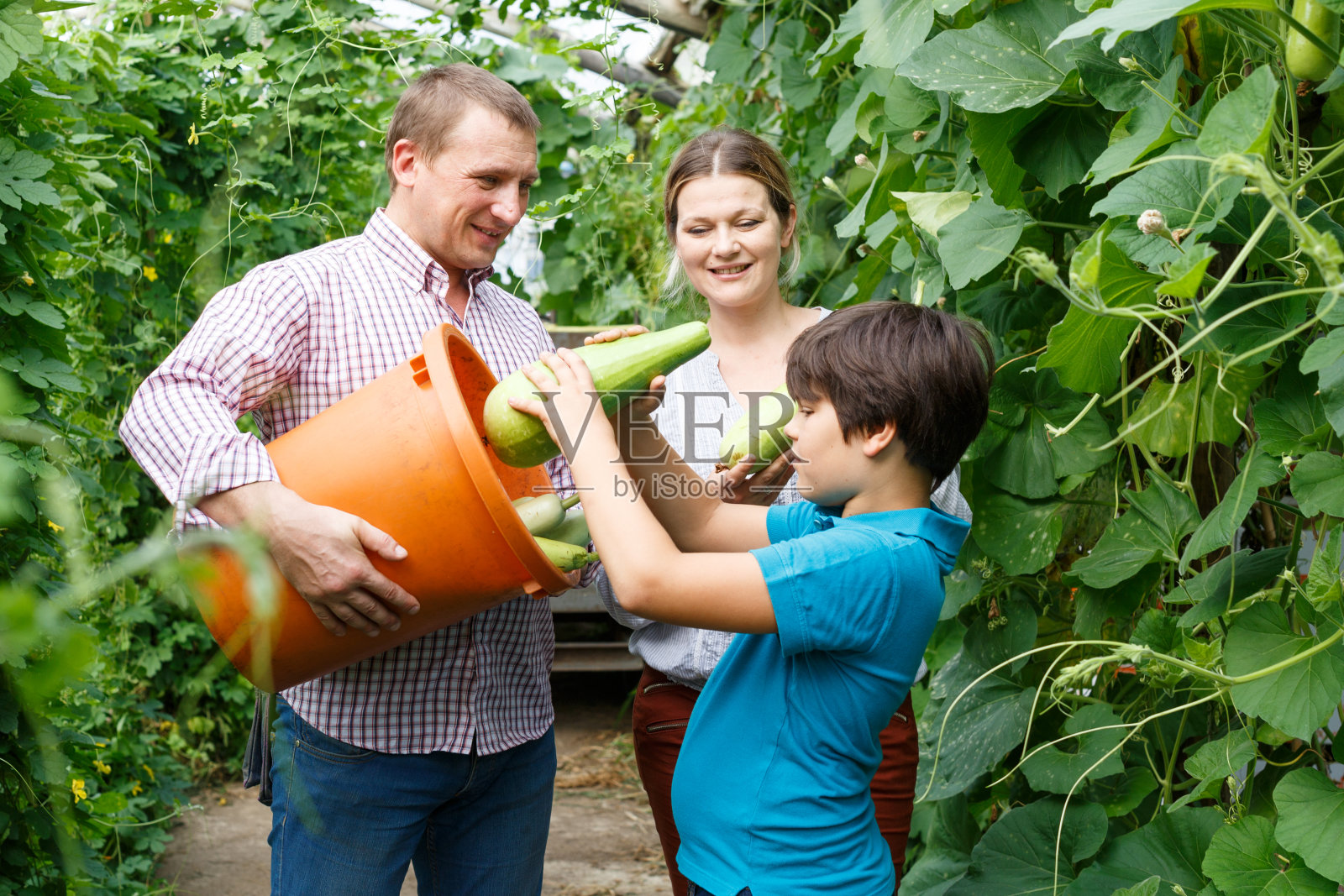 采集西葫芦的三个家庭照片摄影图片