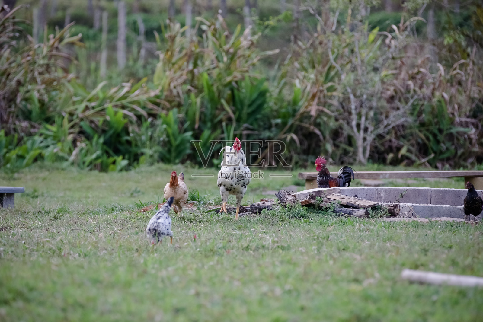 鸡在田野的草地上吃各种类型和大小的灌木。照片摄影图片