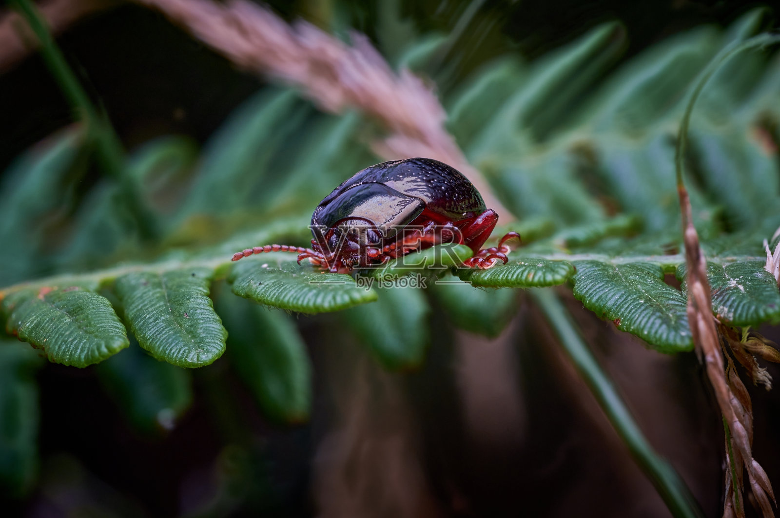 蕨类植物上的犀牛甲虫照片摄影图片