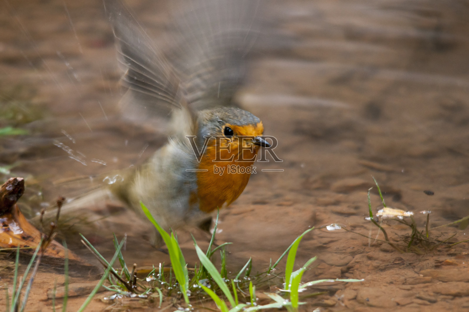 在自由和环境中的鸟儿。照片摄影图片