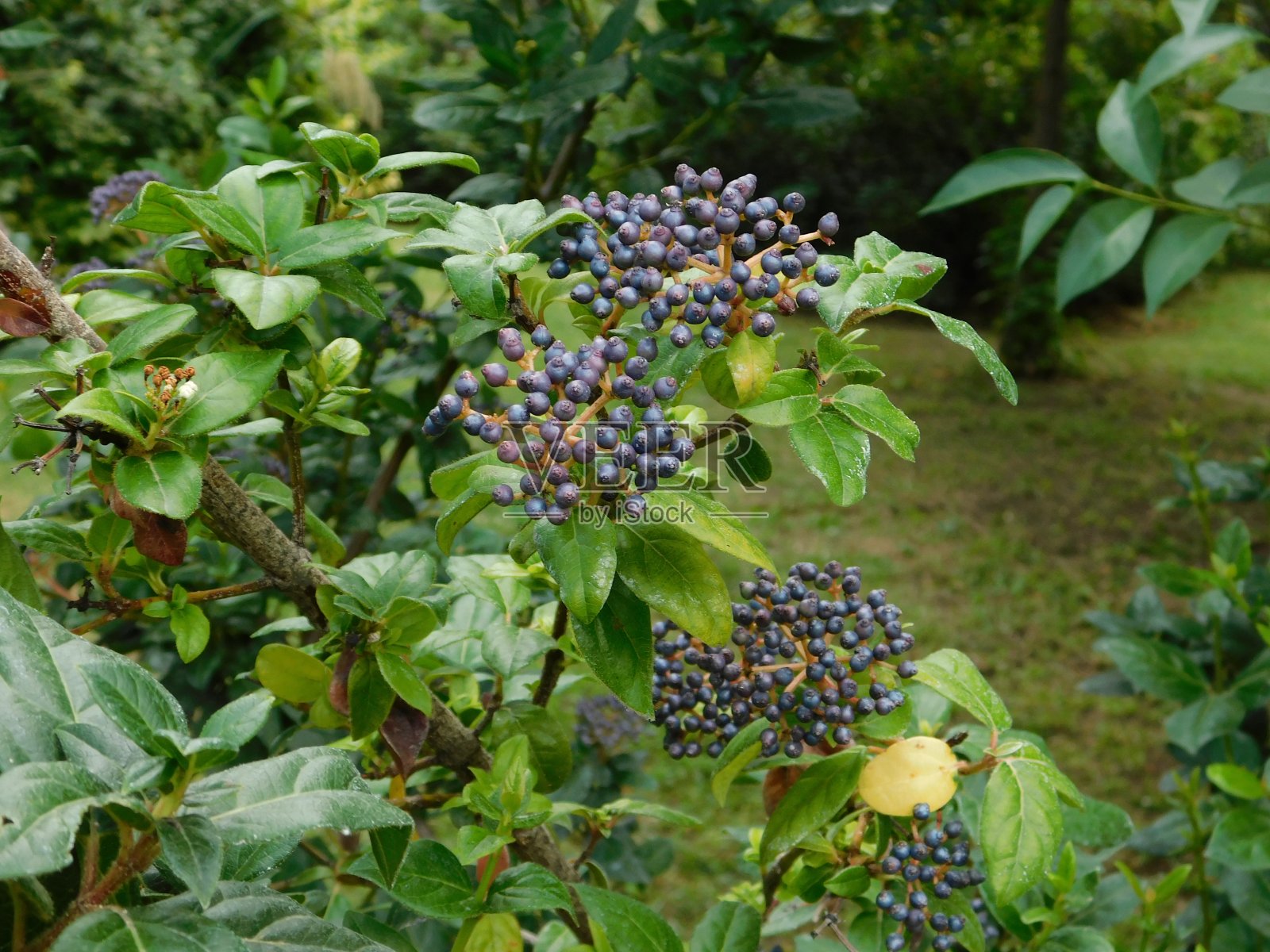 接骨木果实照片摄影图片