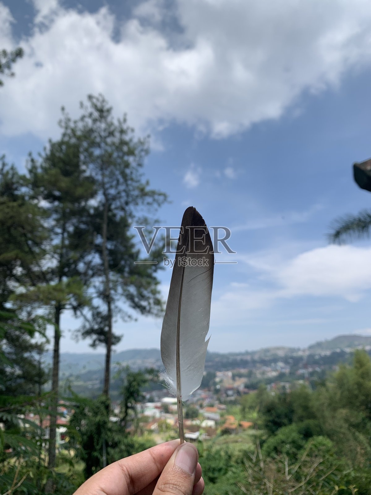 羽毛照片摄影图片