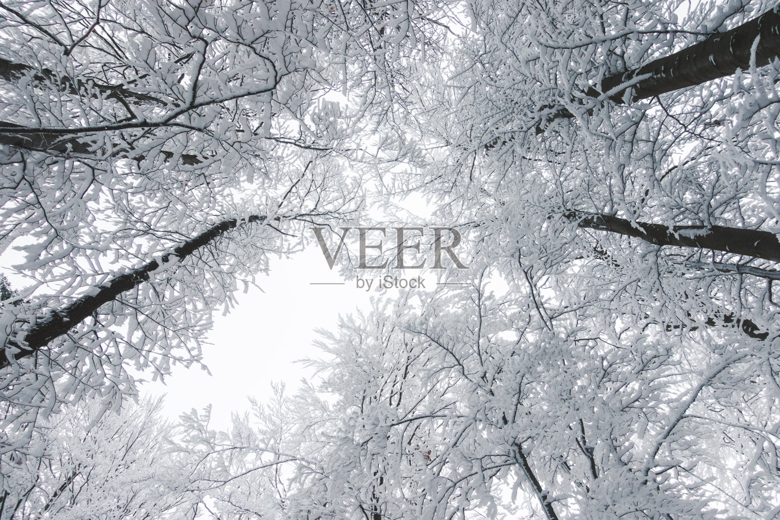 冻结了高大的树木照片摄影图片