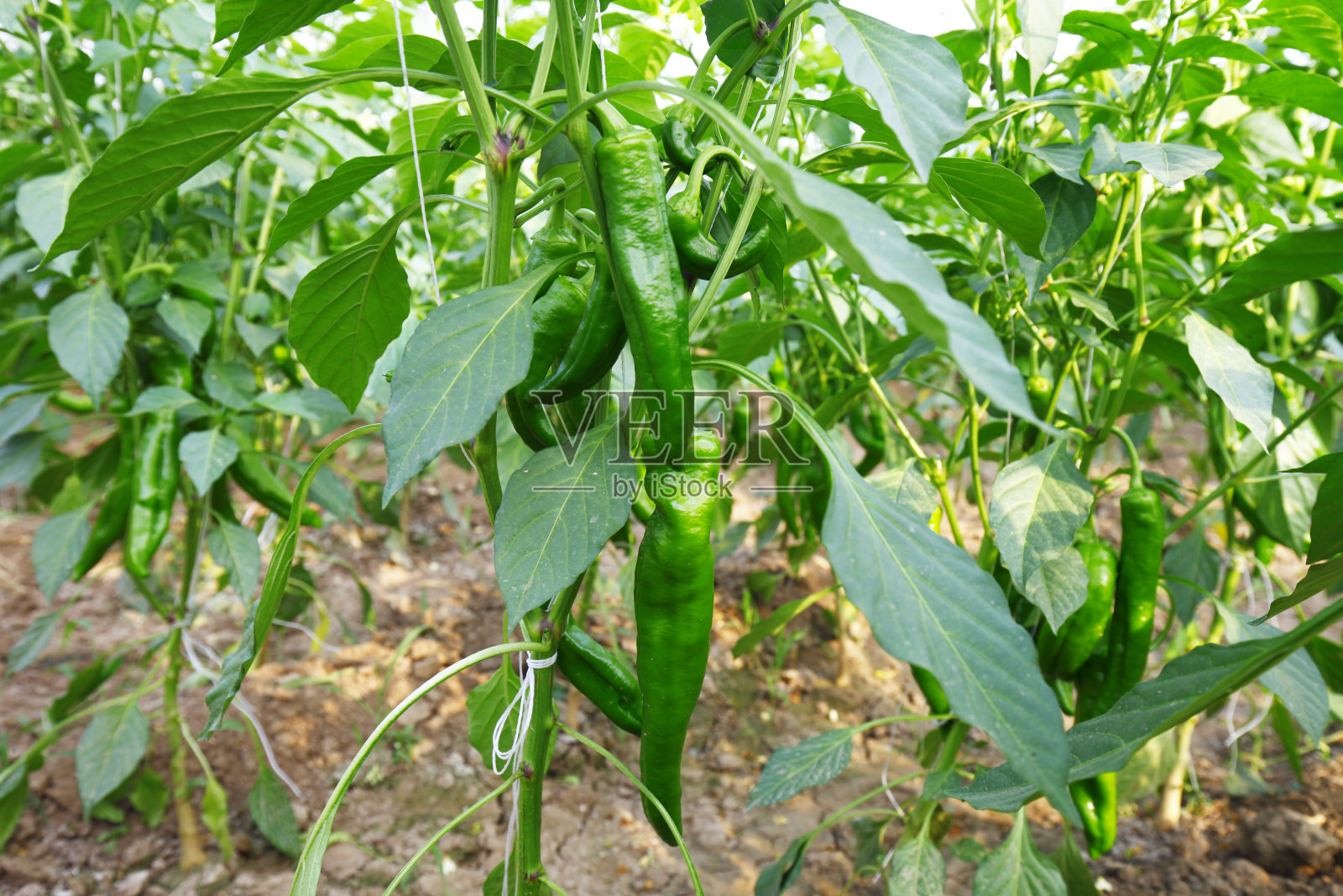 温室里种植的青椒照片摄影图片