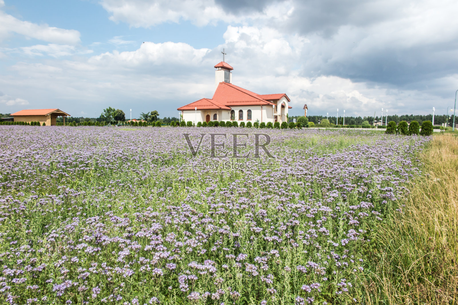 格里维策教区米奥泰克教区戴迪教堂前一片盛开的蓝花照片摄影图片