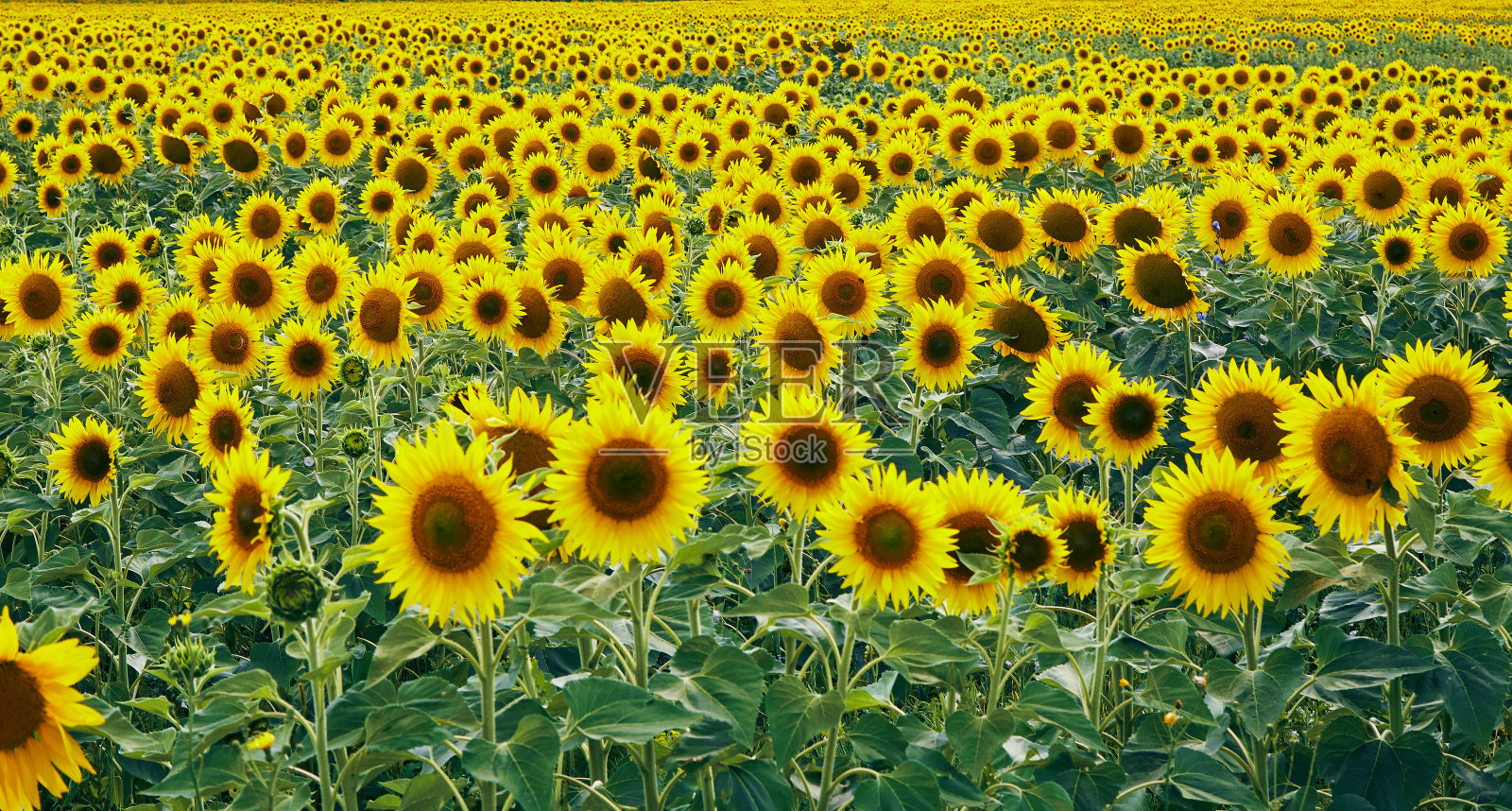 向日葵田阴天照片摄影图片