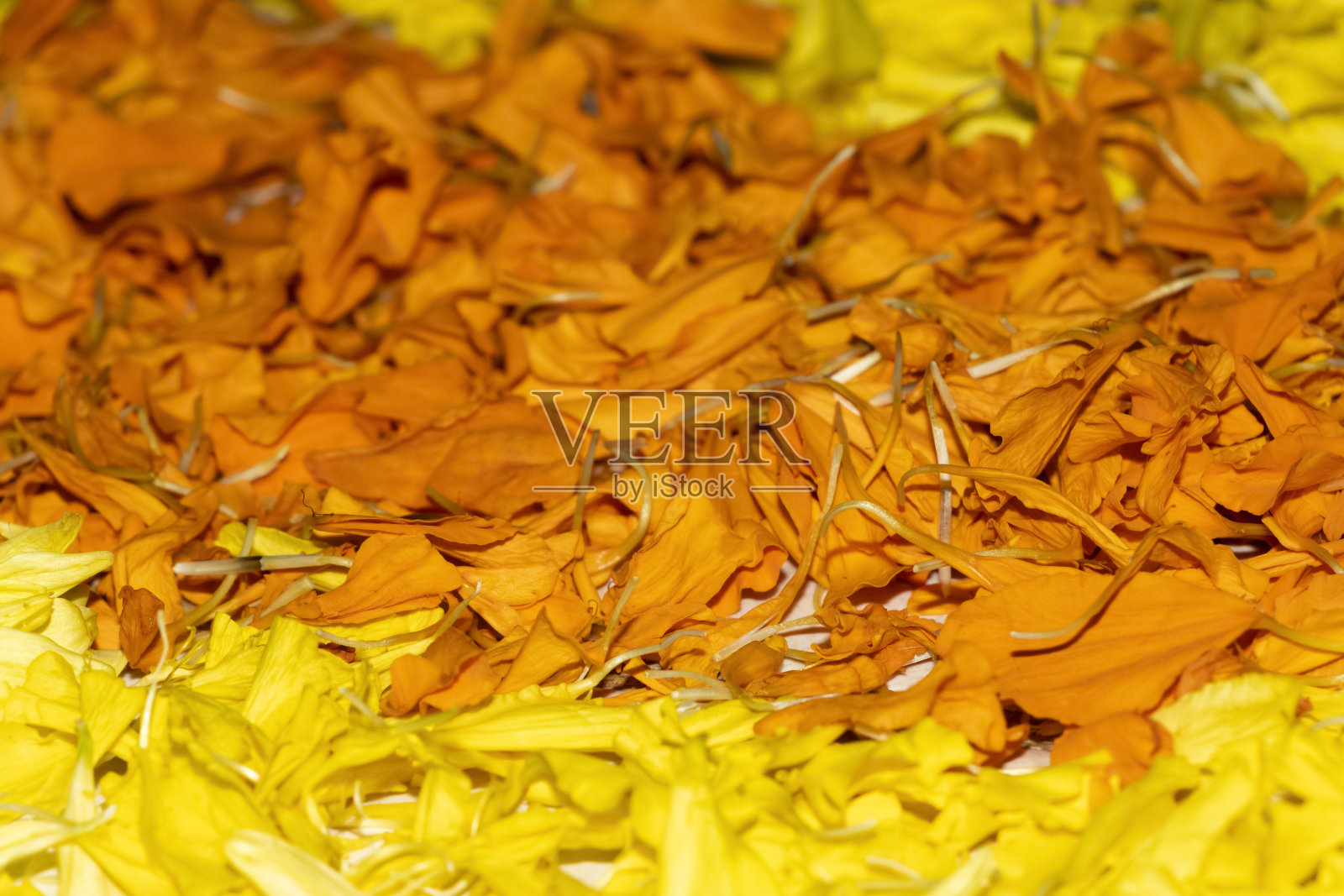 喀拉拉邦奥纳姆节带花的Rangoli或带Jamanthi花的Athapookalam。有选择性的重点照片摄影图片