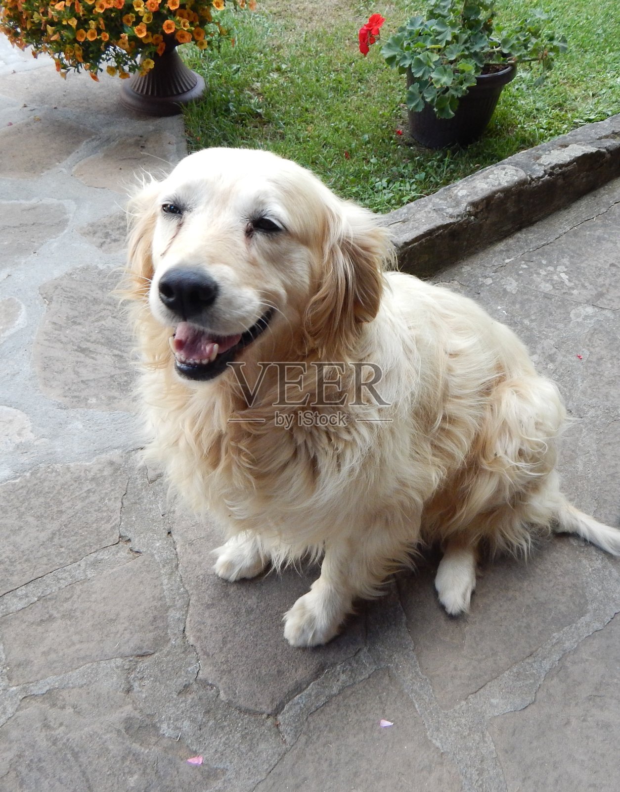 金毛猎犬。狗正坐在花园里照片摄影图片