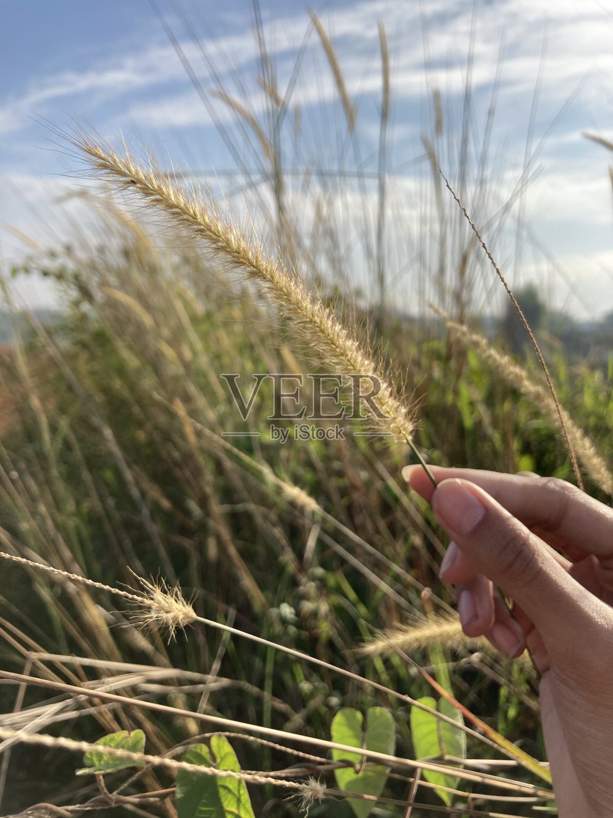 野生动物照片摄影图片