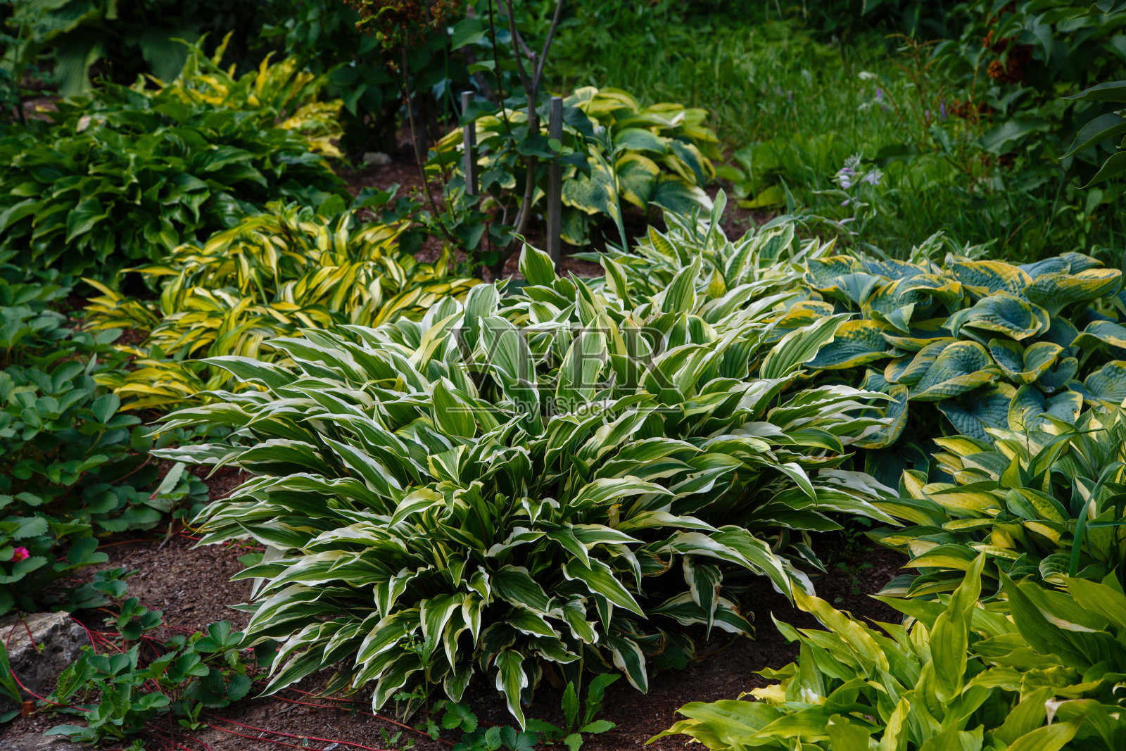 玉簪属草本植物(lat。玉簪属草本植物)的花园。美丽的亮绿色叶子观赏植物玉簪。照片摄影图片