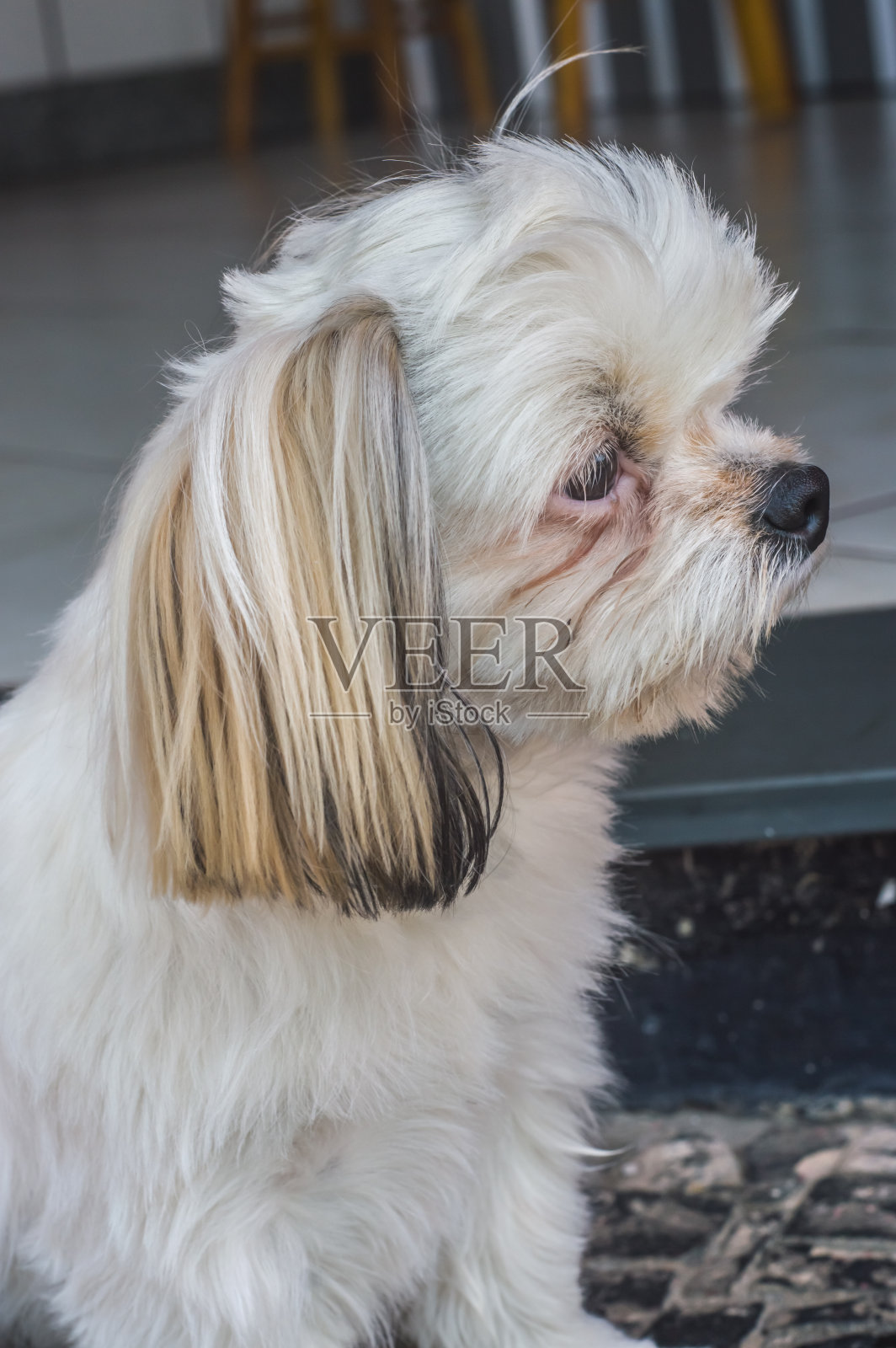 悲伤的狗有着不同的表情，照片摄影图片